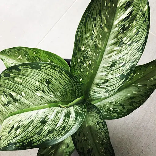Dieffenbachia 'Memoria Corsii'