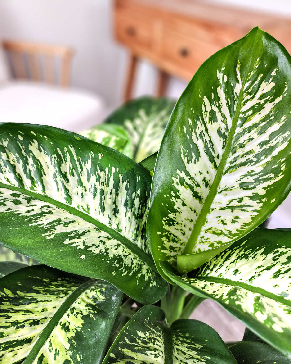 Dieffenbachia 'Snow'