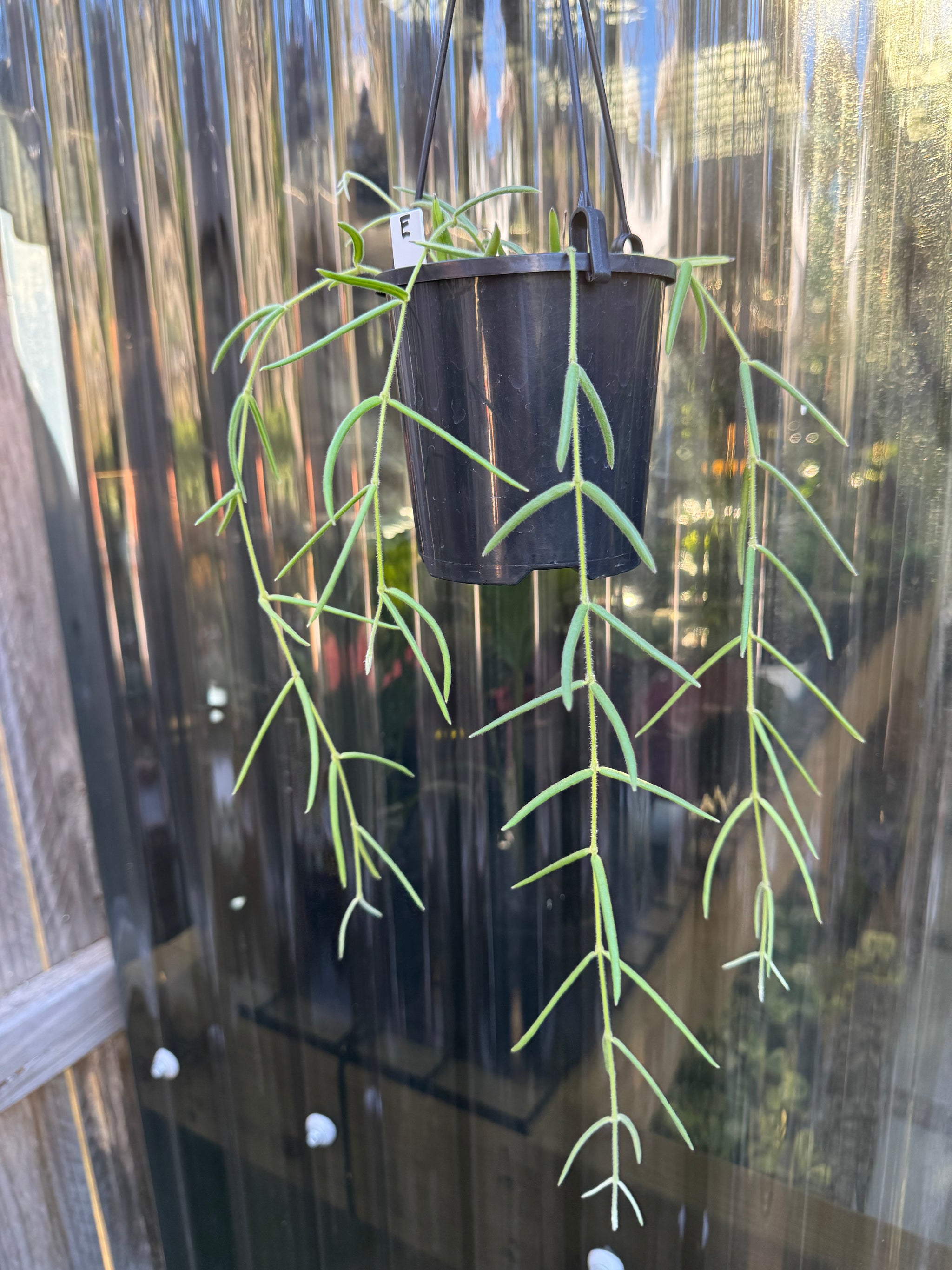 Hoya linearis E