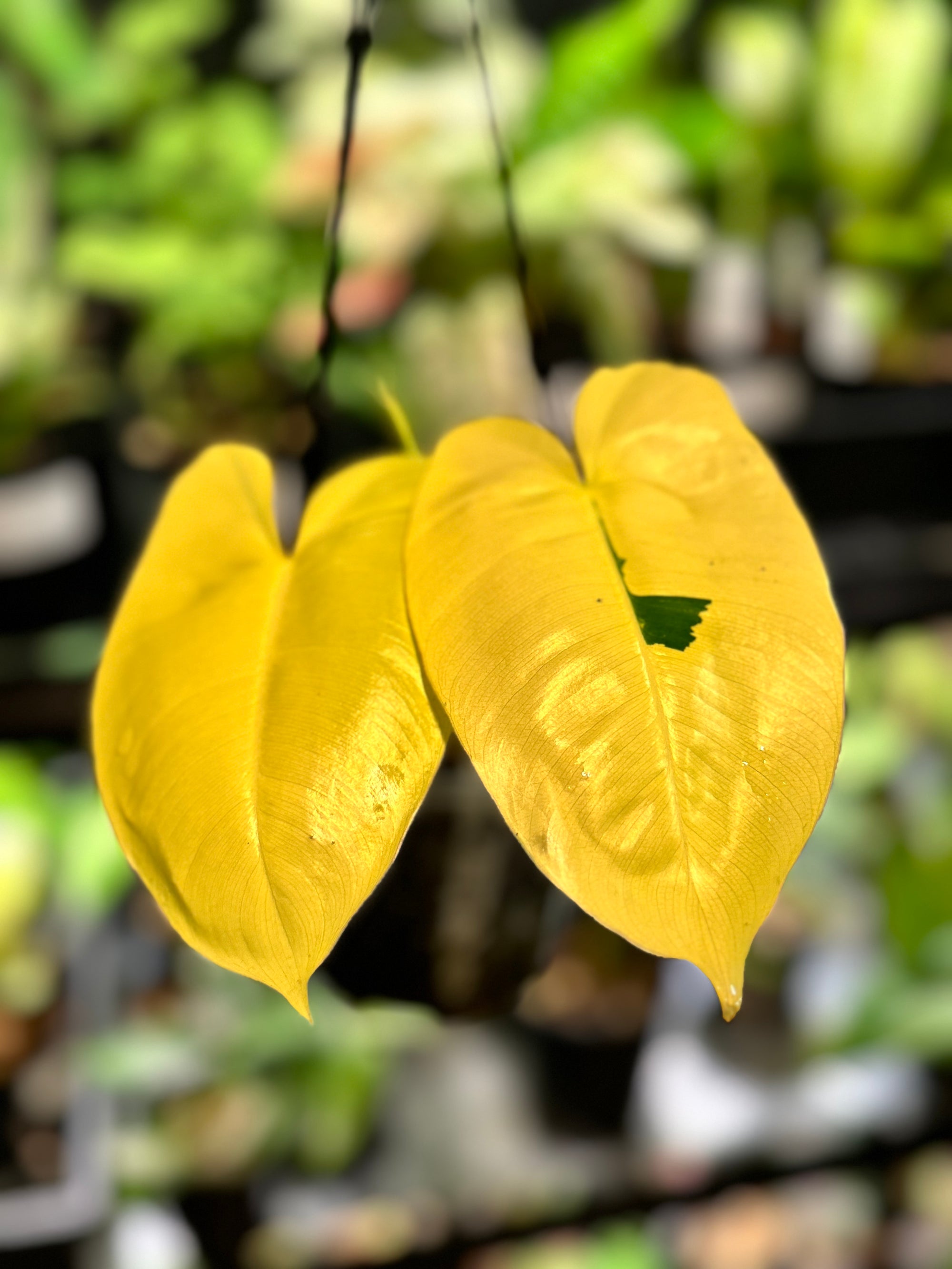 Philodendron 'Burle Marx'