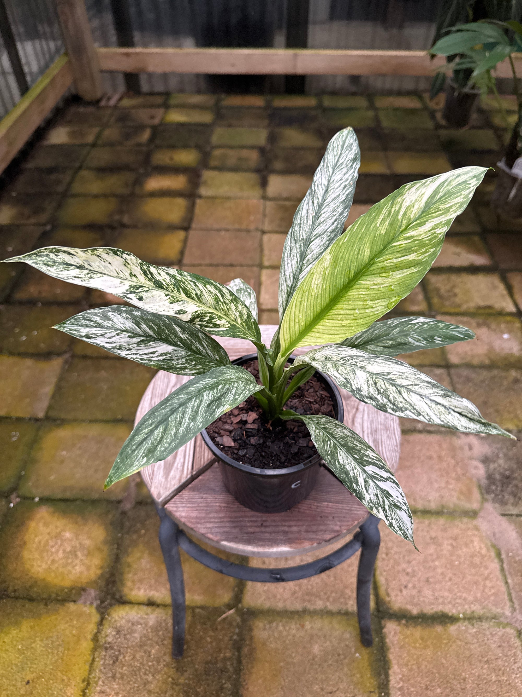 Peace Lily 'Jessica'