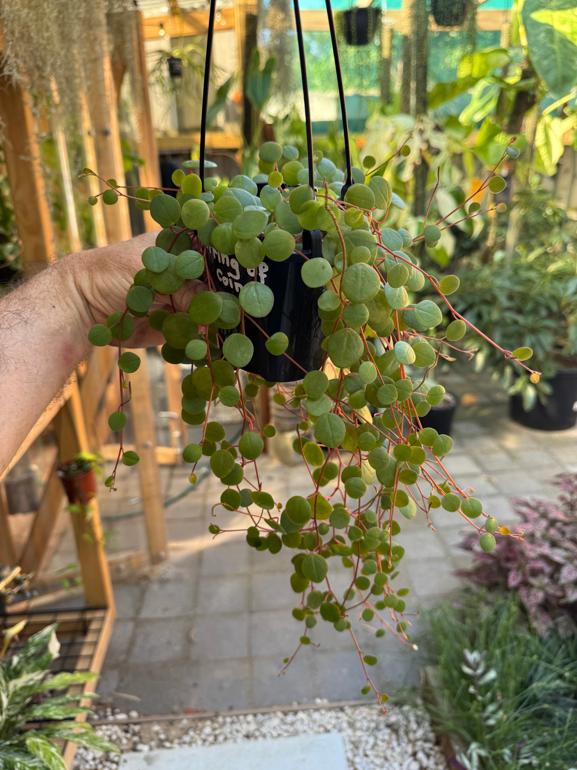 String of Coins - Peperomia pepperspots