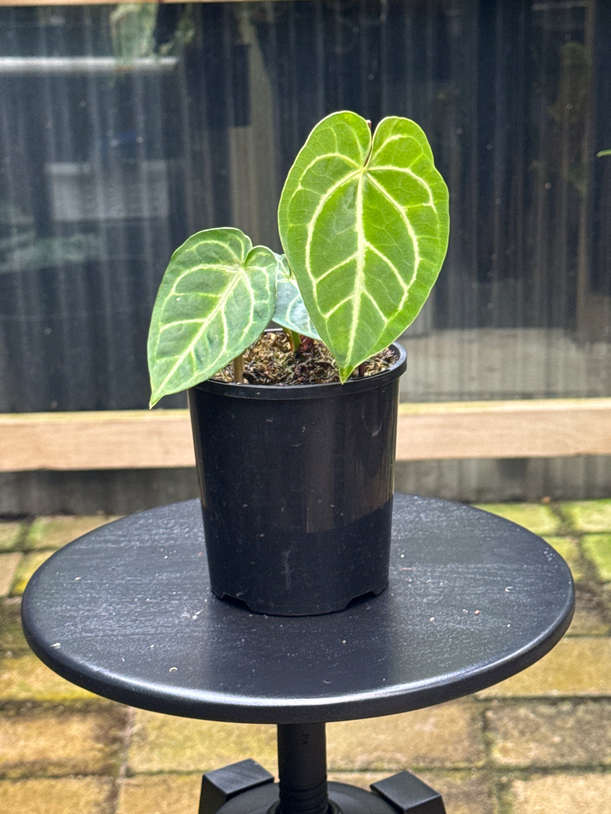 Anthurium Crystallinum x Regale