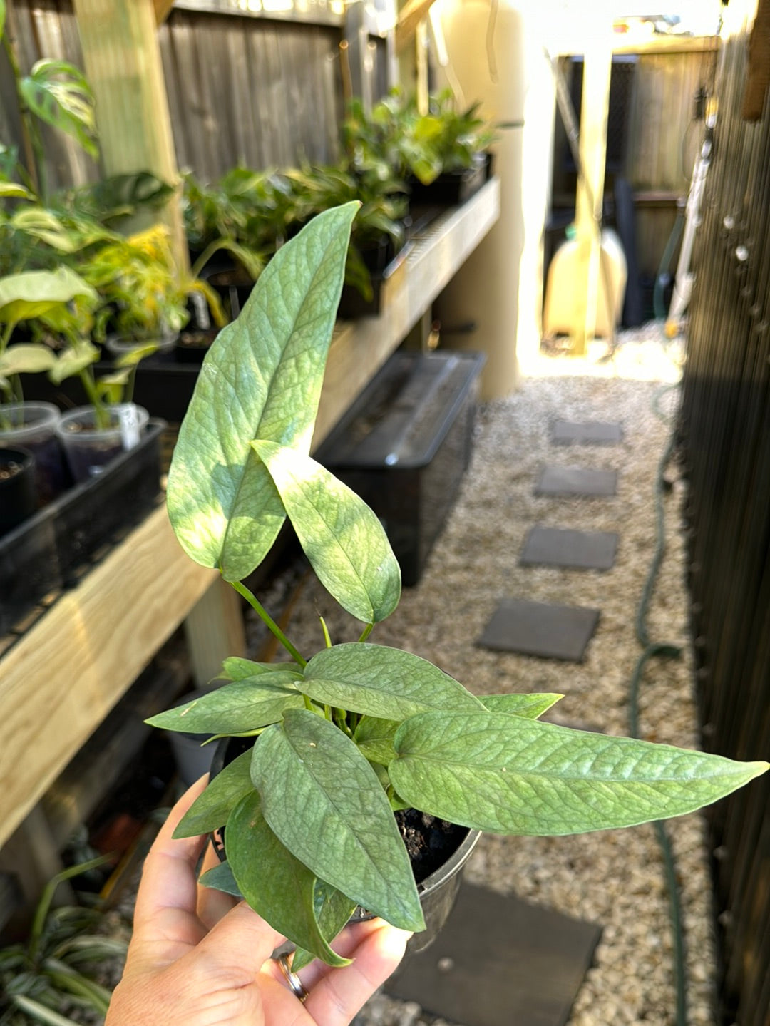 Epipremnum ‘Cebu Blue’