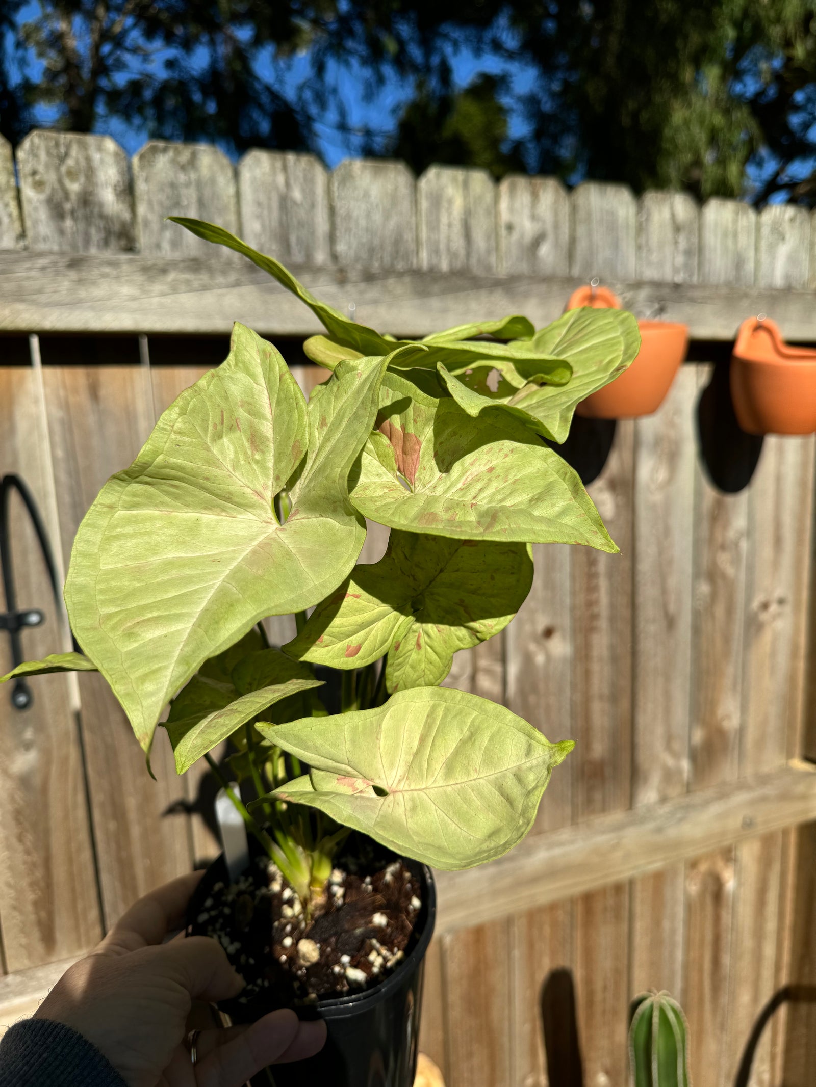 Syngonium confetti