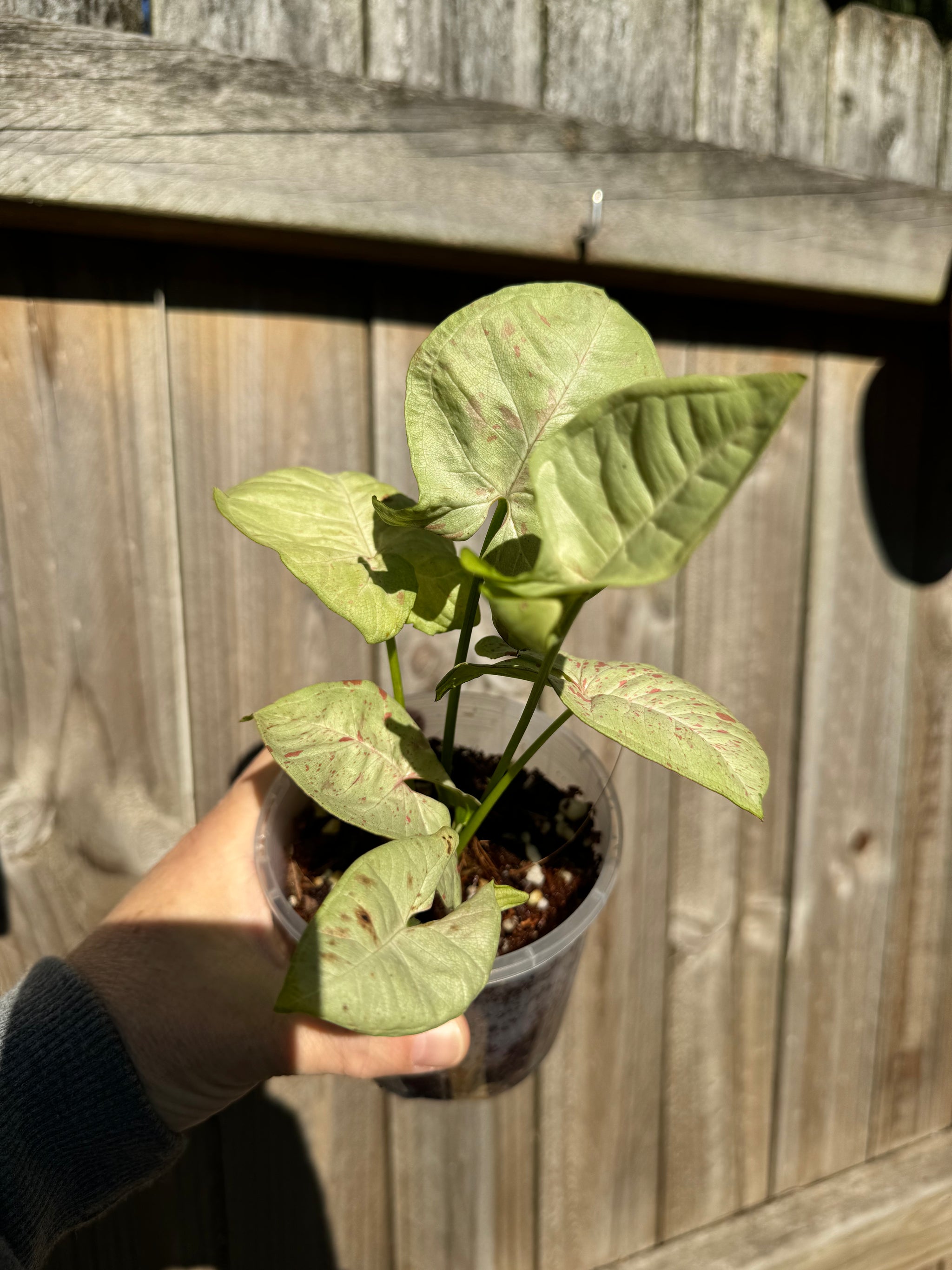 Syngonium confetti