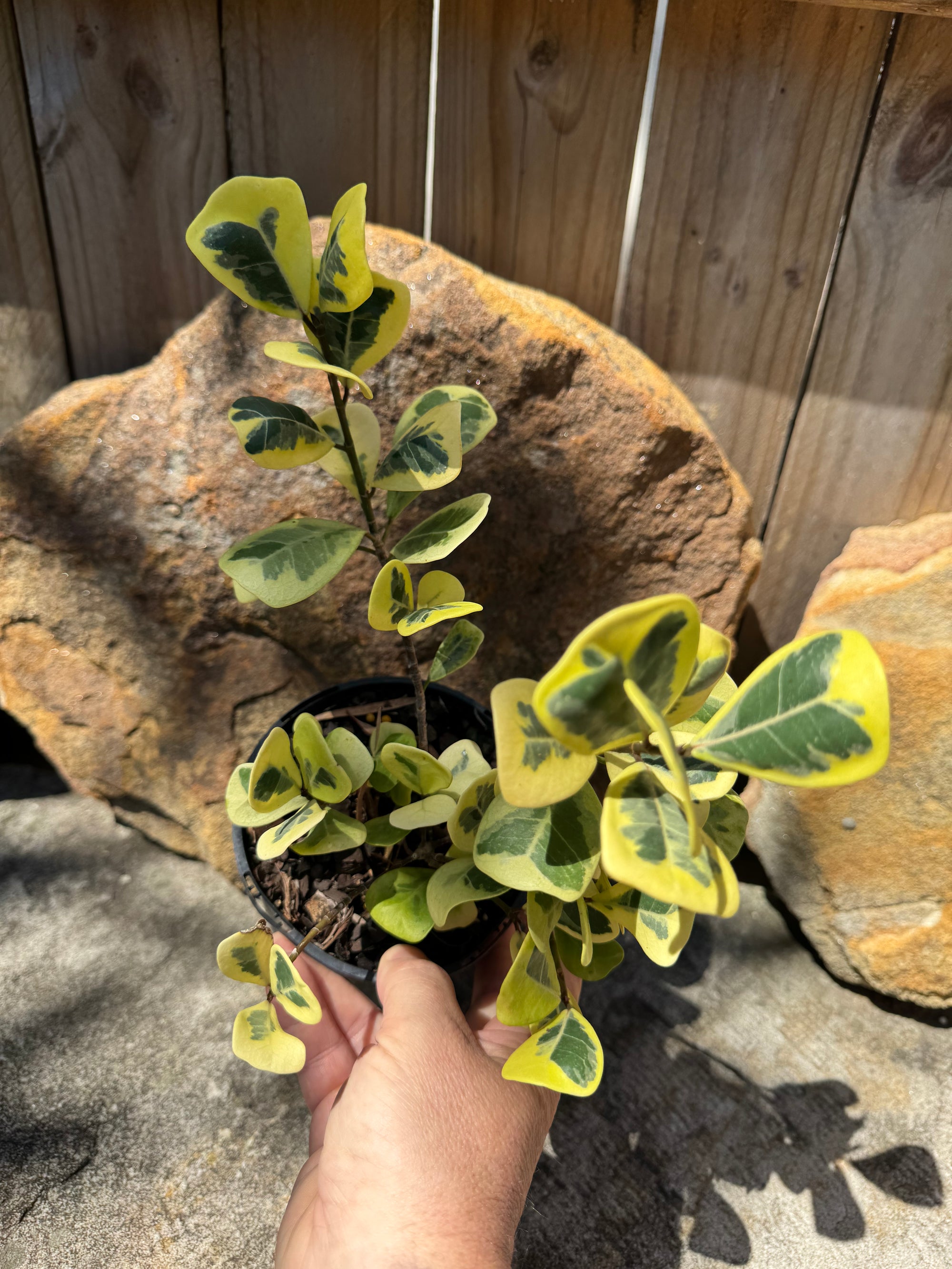 Ficus triangularis Aurea