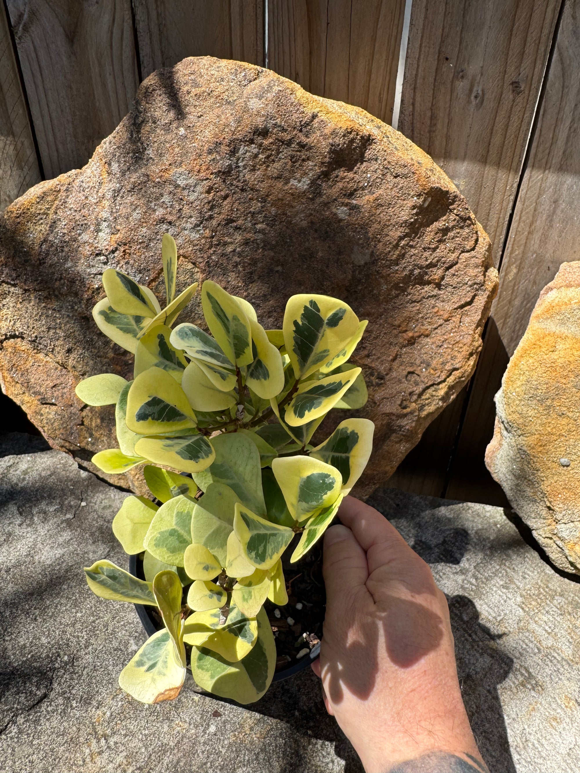 Ficus triangularis Aurea