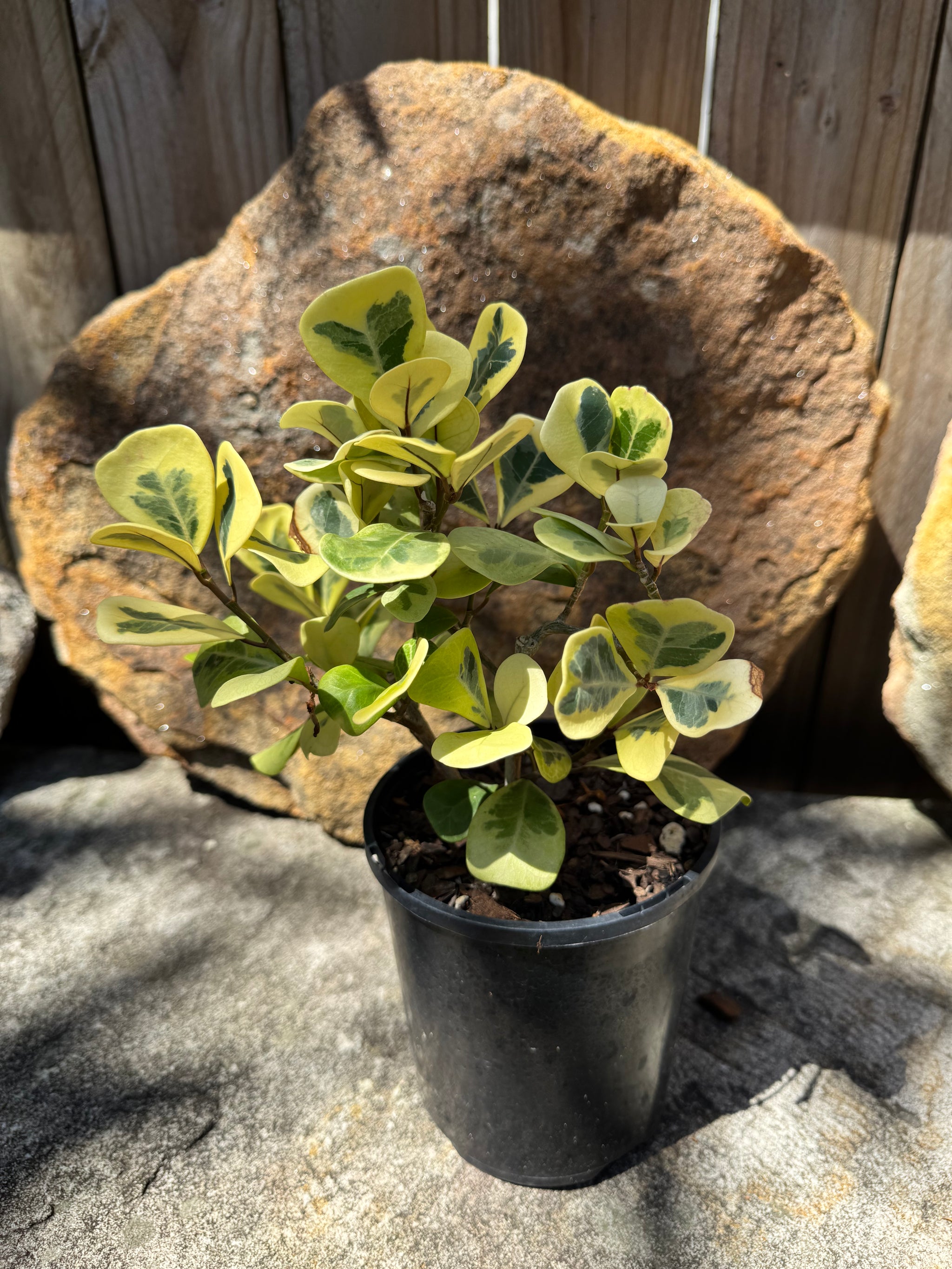 Ficus triangularis Aurea