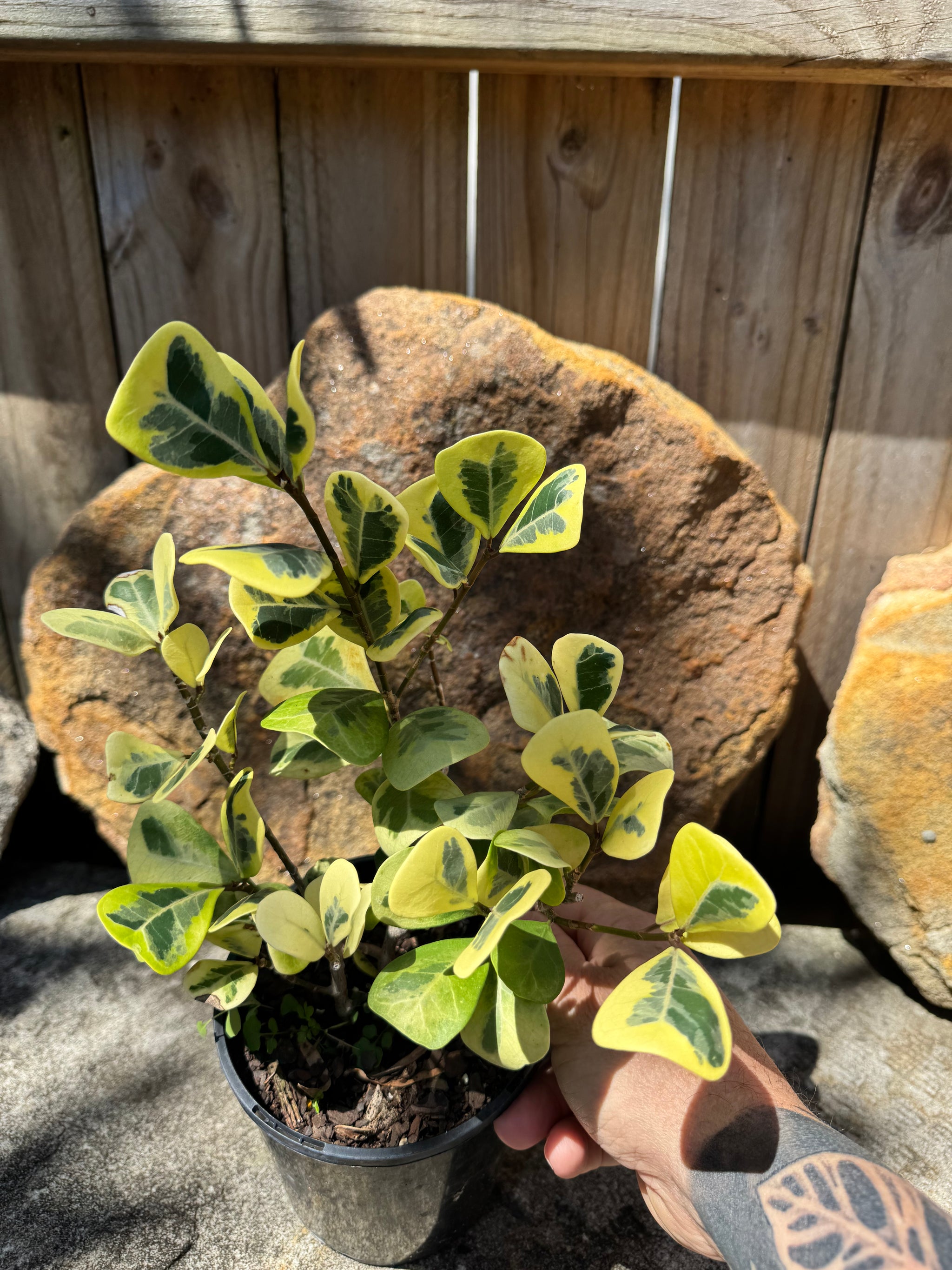 Ficus triangularis Aurea