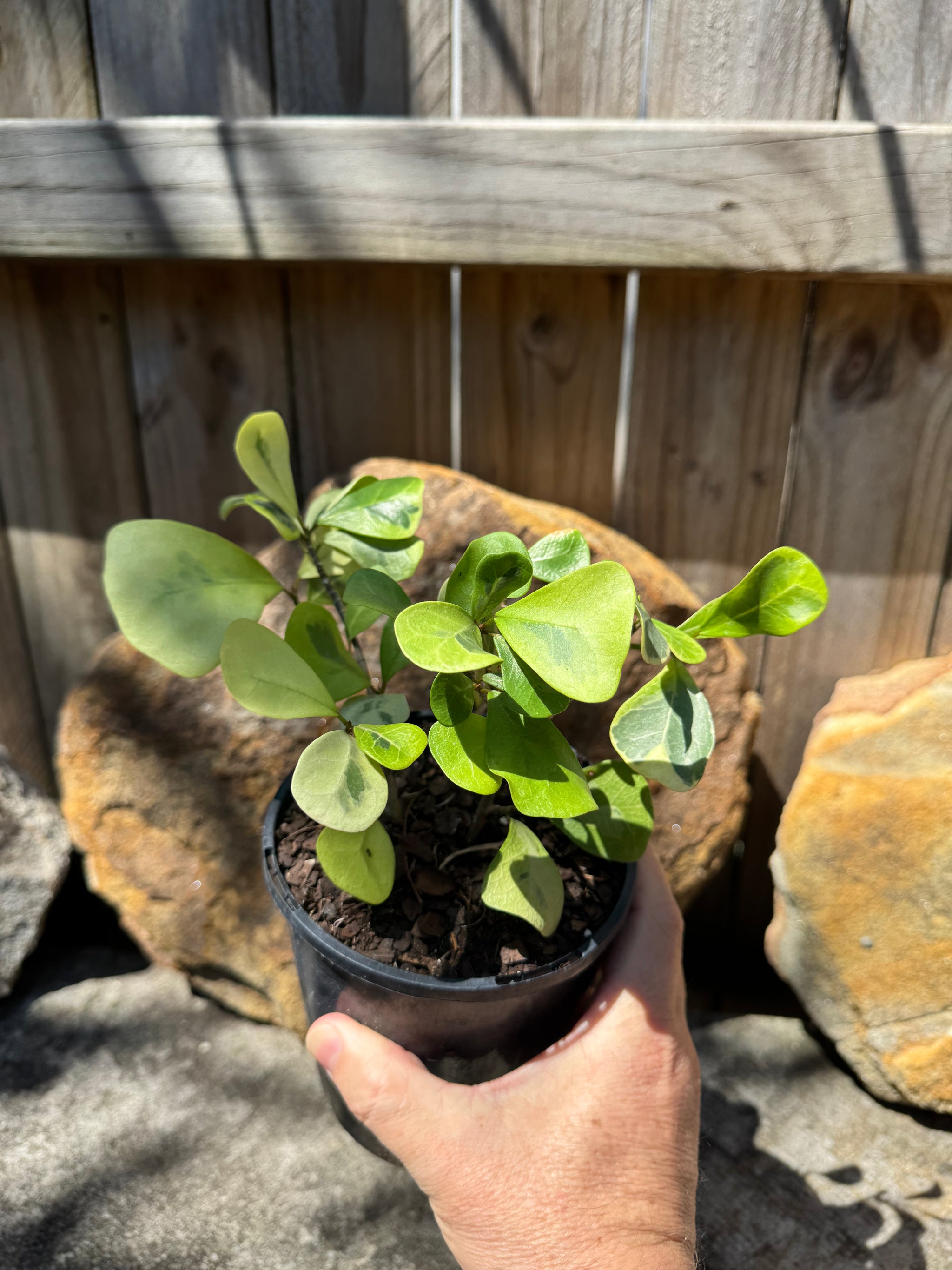 Ficus triangularis Aurea