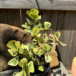 Ficus triangularis Aurea