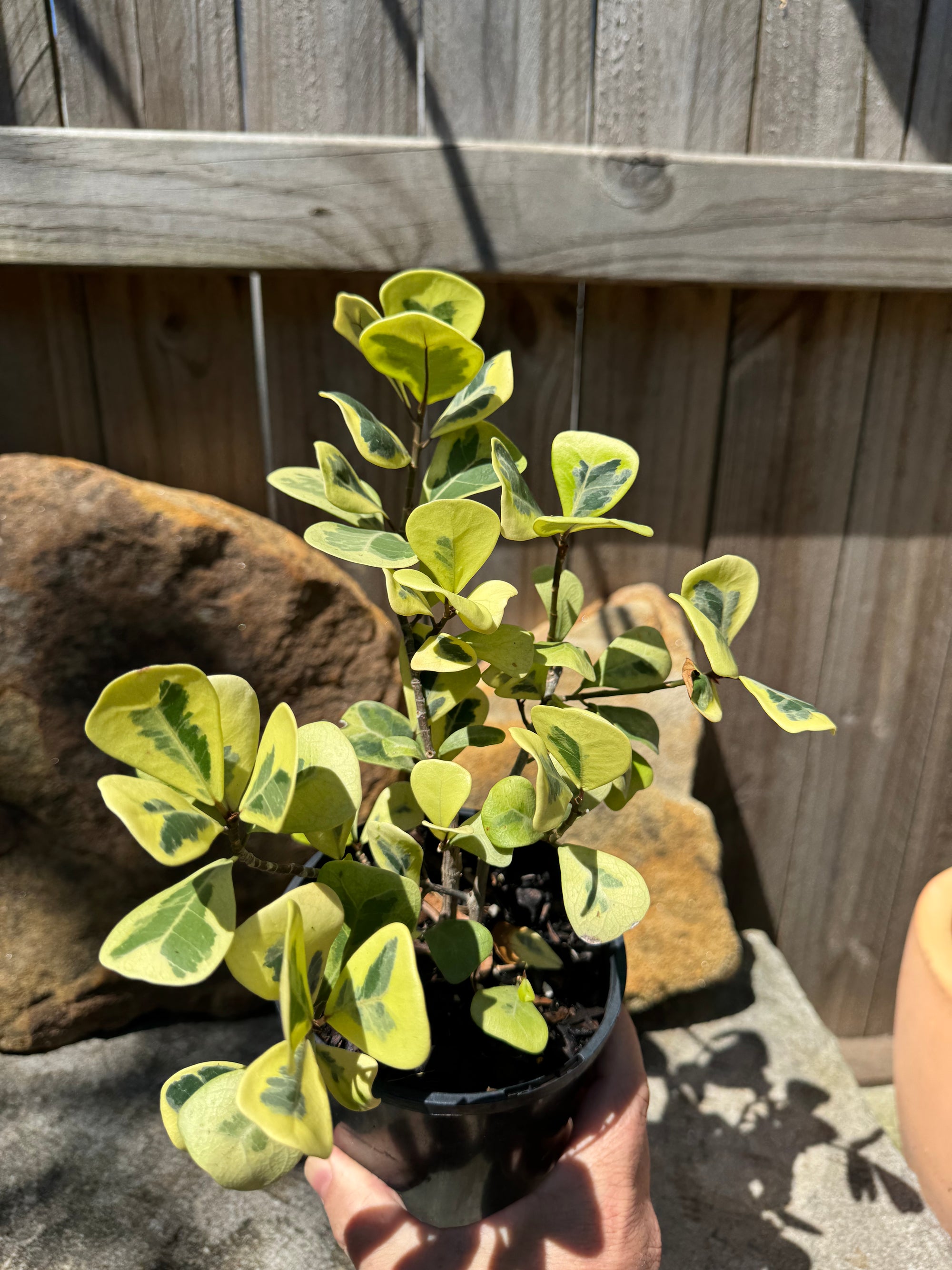 Ficus triangularis Aurea