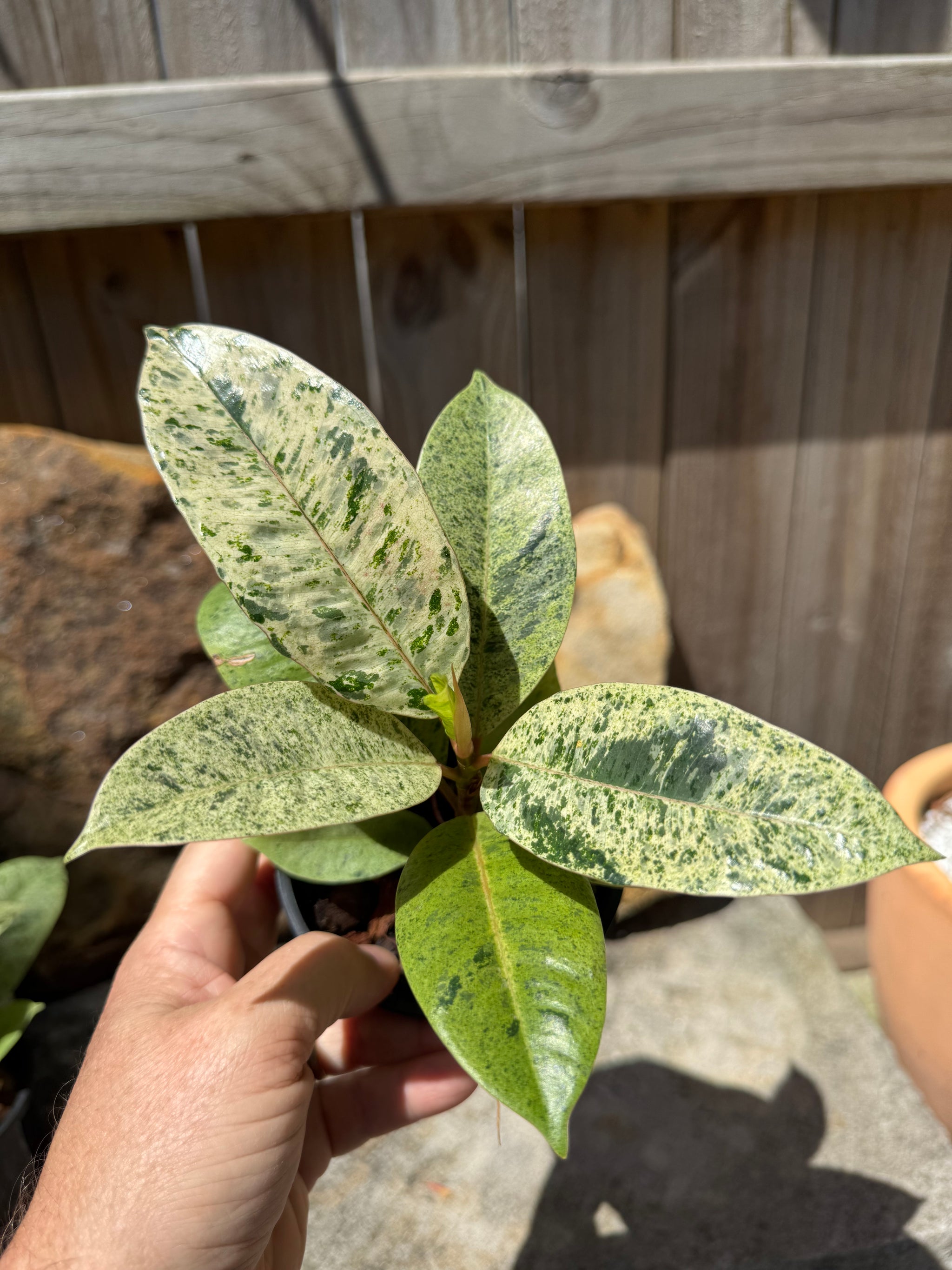 Ficus Shivereana