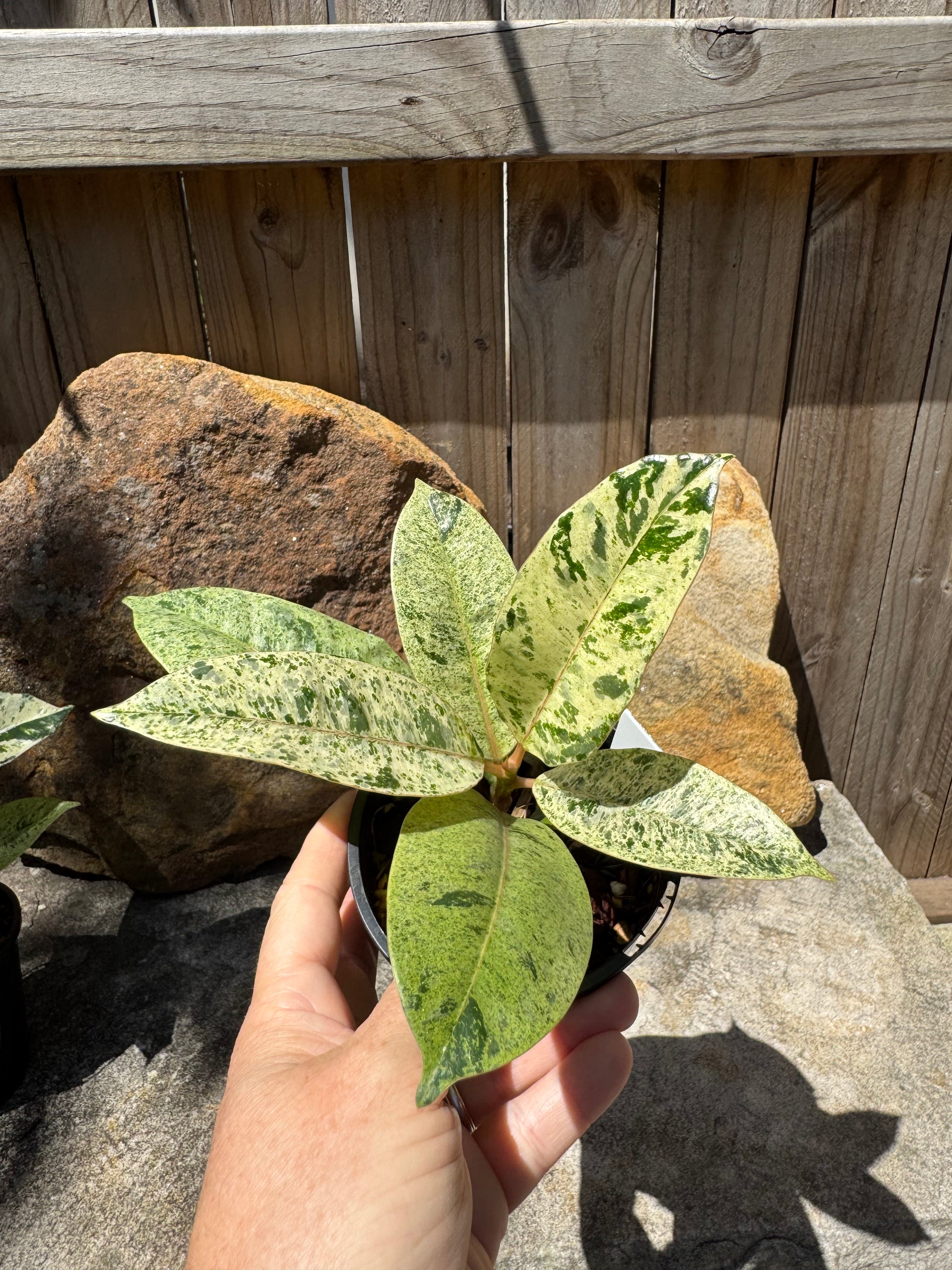 Ficus Shivereana