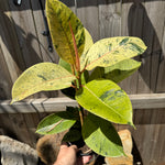 Ficus Shivereana