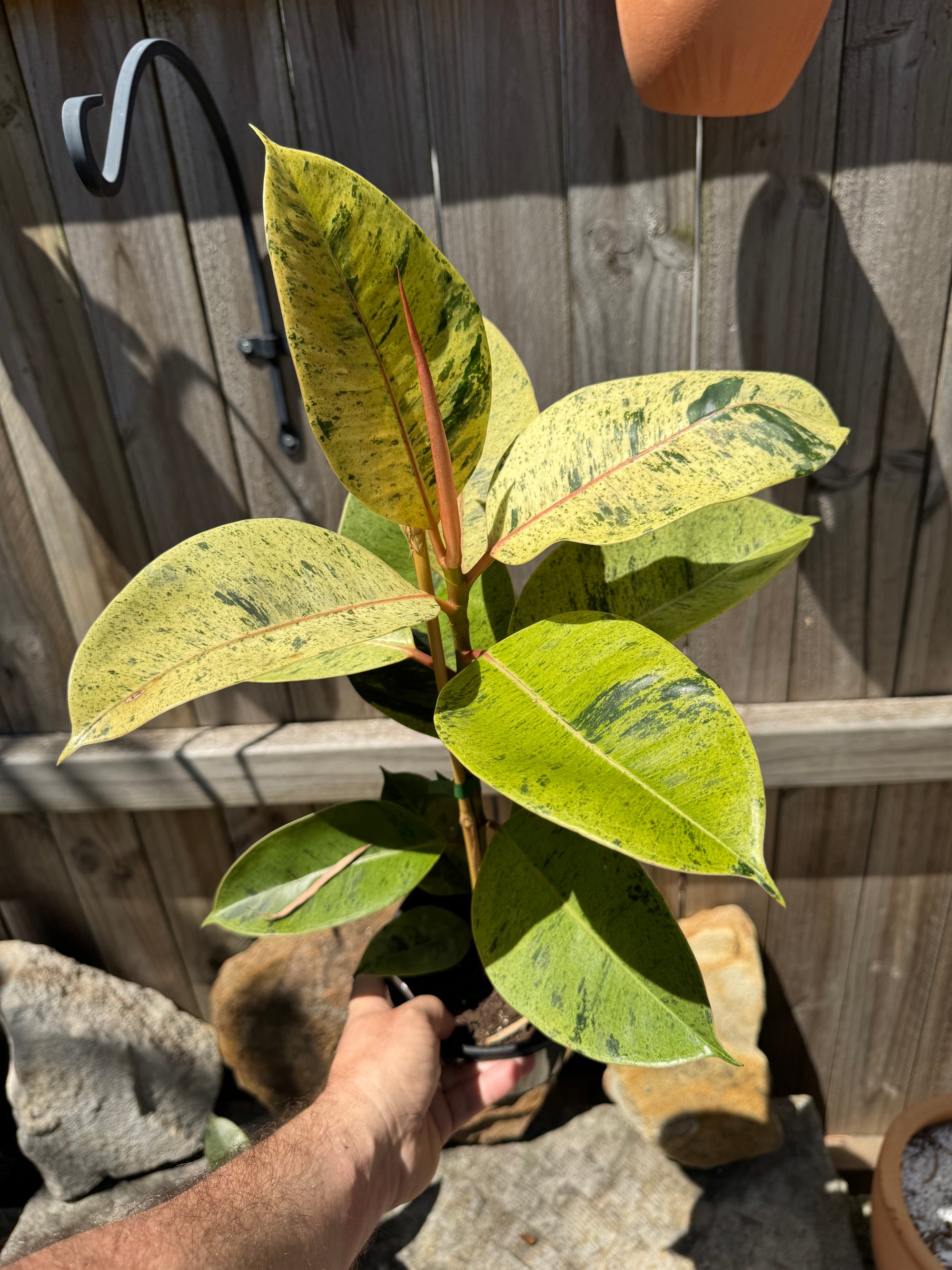 Ficus Shivereana