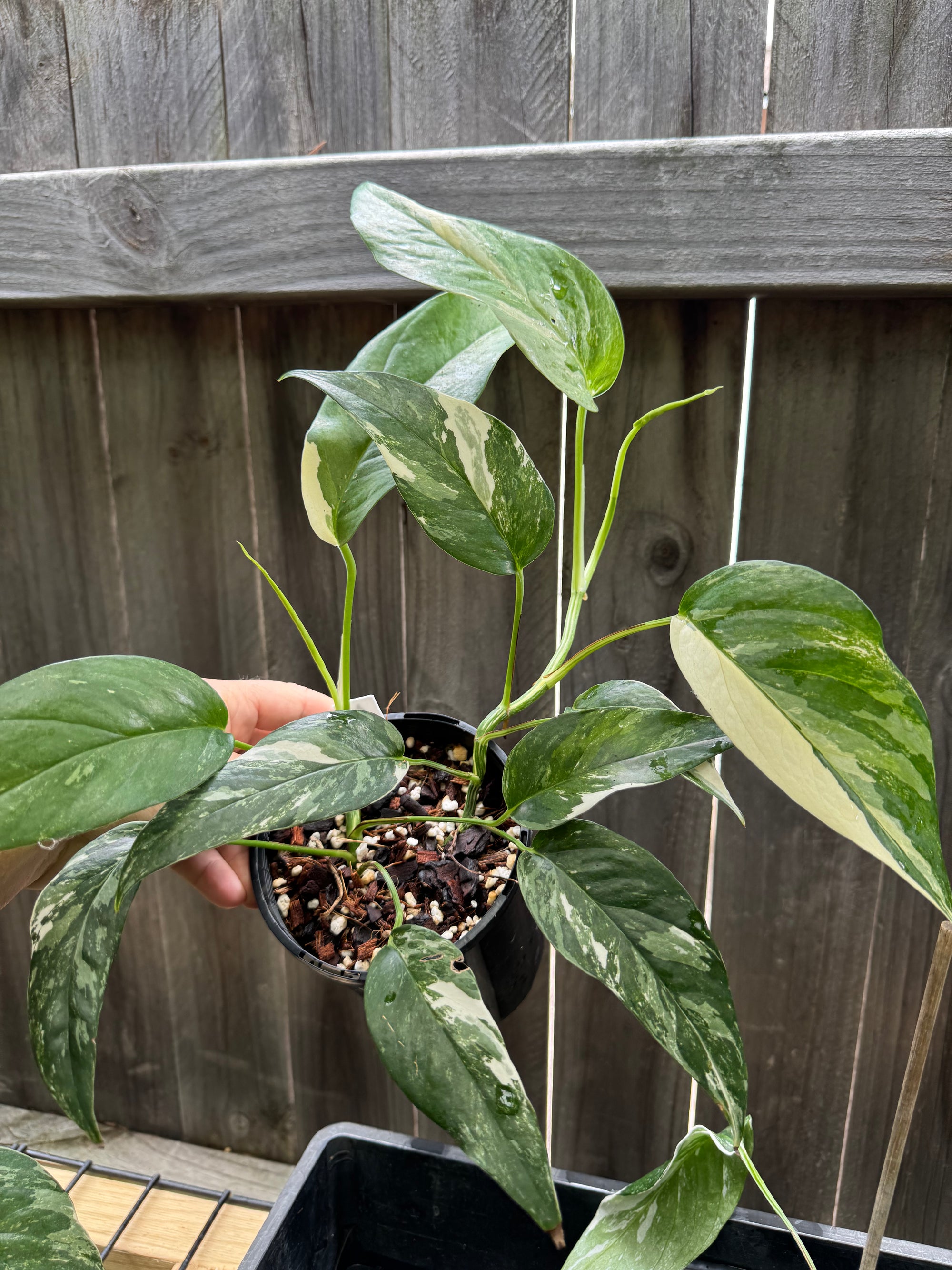 Epipremnum 'Dragon Tail' variegated