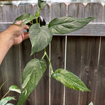 Epipremnum 'Dragon Tail' variegated