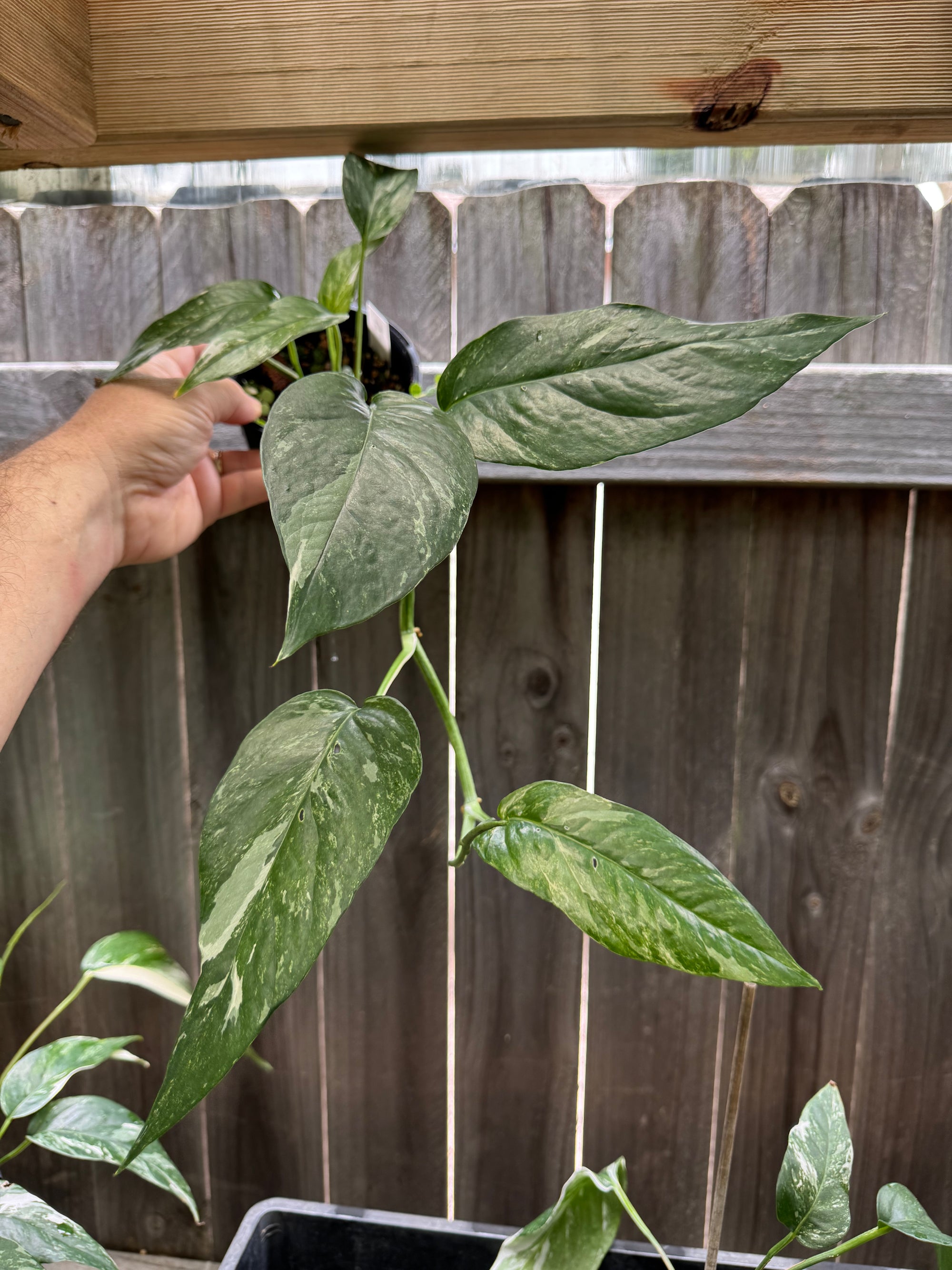 Epipremnum 'Dragon Tail' variegated