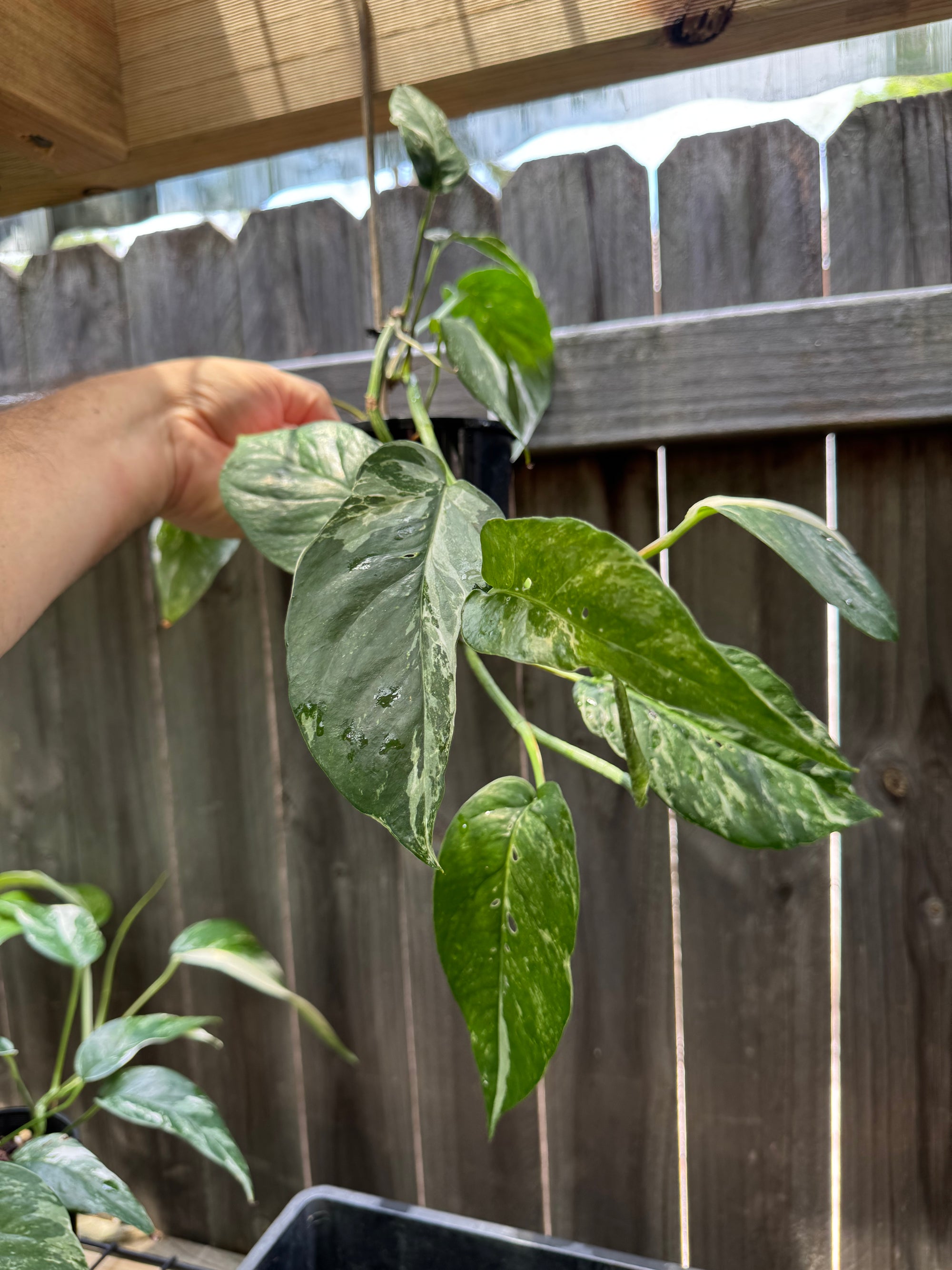 Epipremnum 'Dragon Tail' variegated