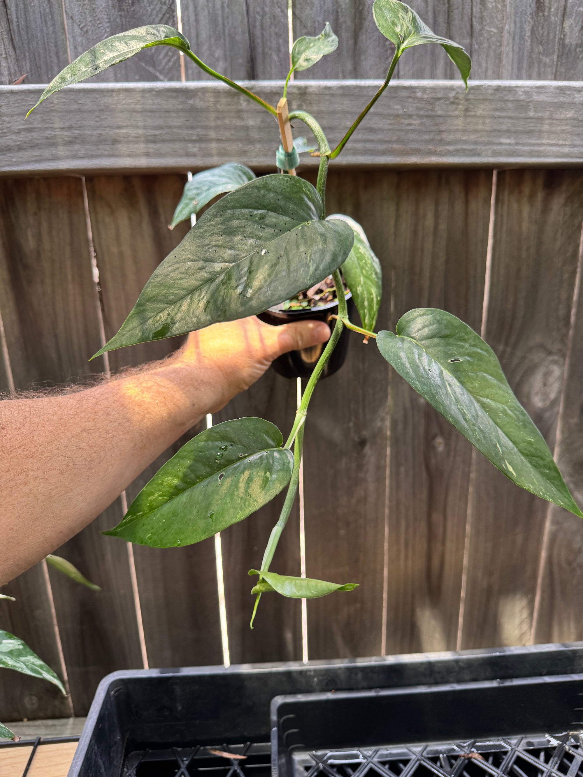 Epipremnum 'Dragon Tail' variegated