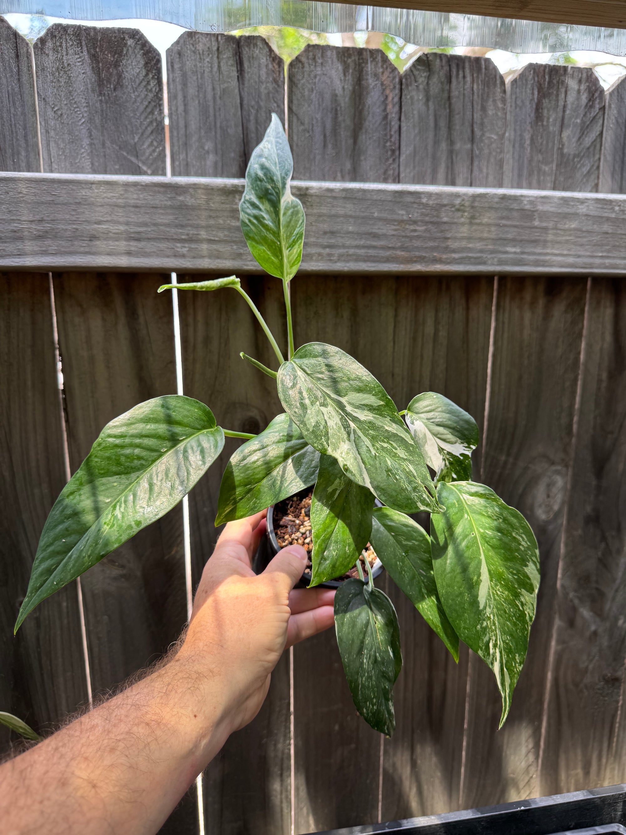 Epipremnum 'Dragon Tail' variegated