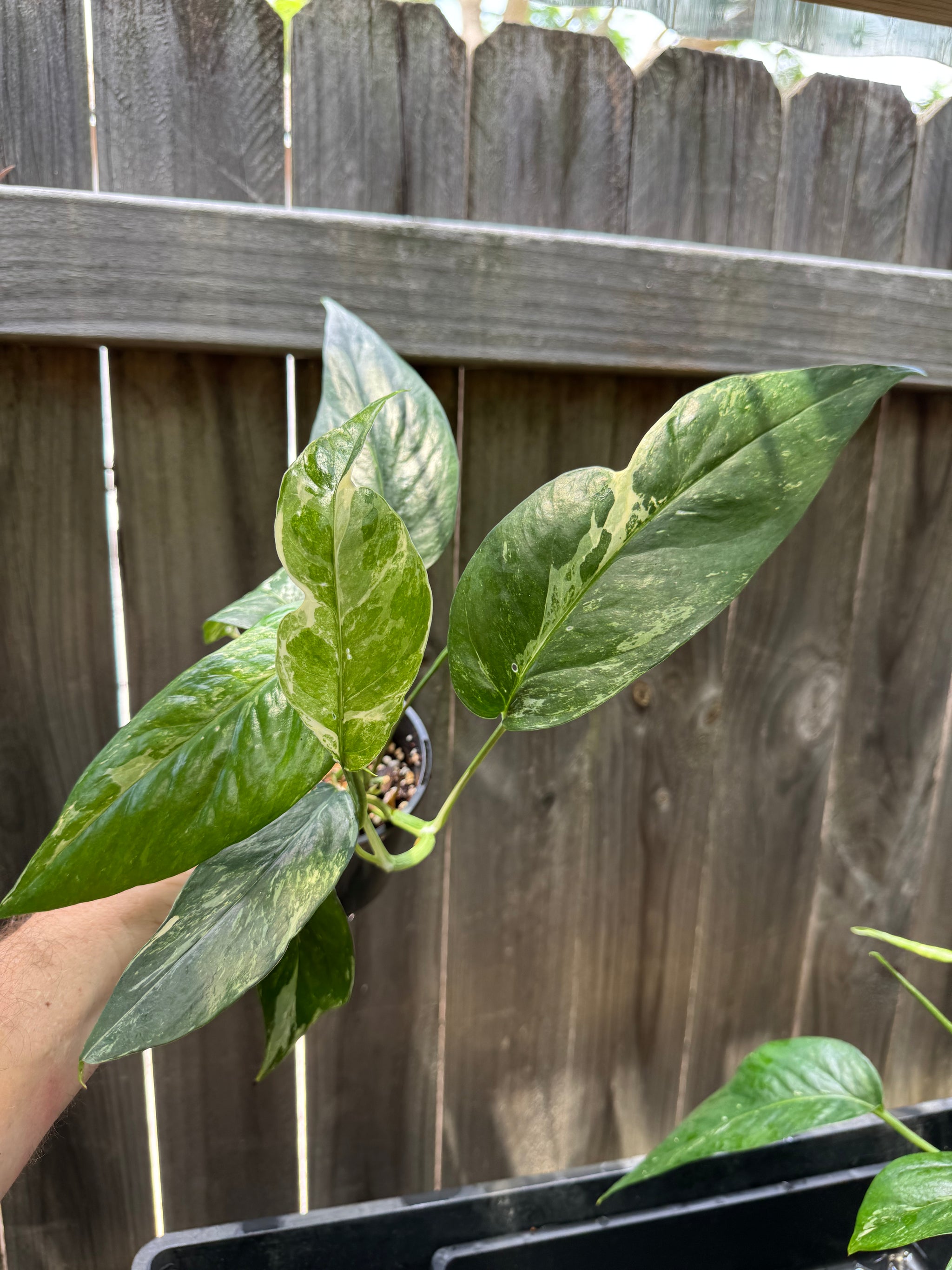 Epipremnum 'Dragon Tail' variegated