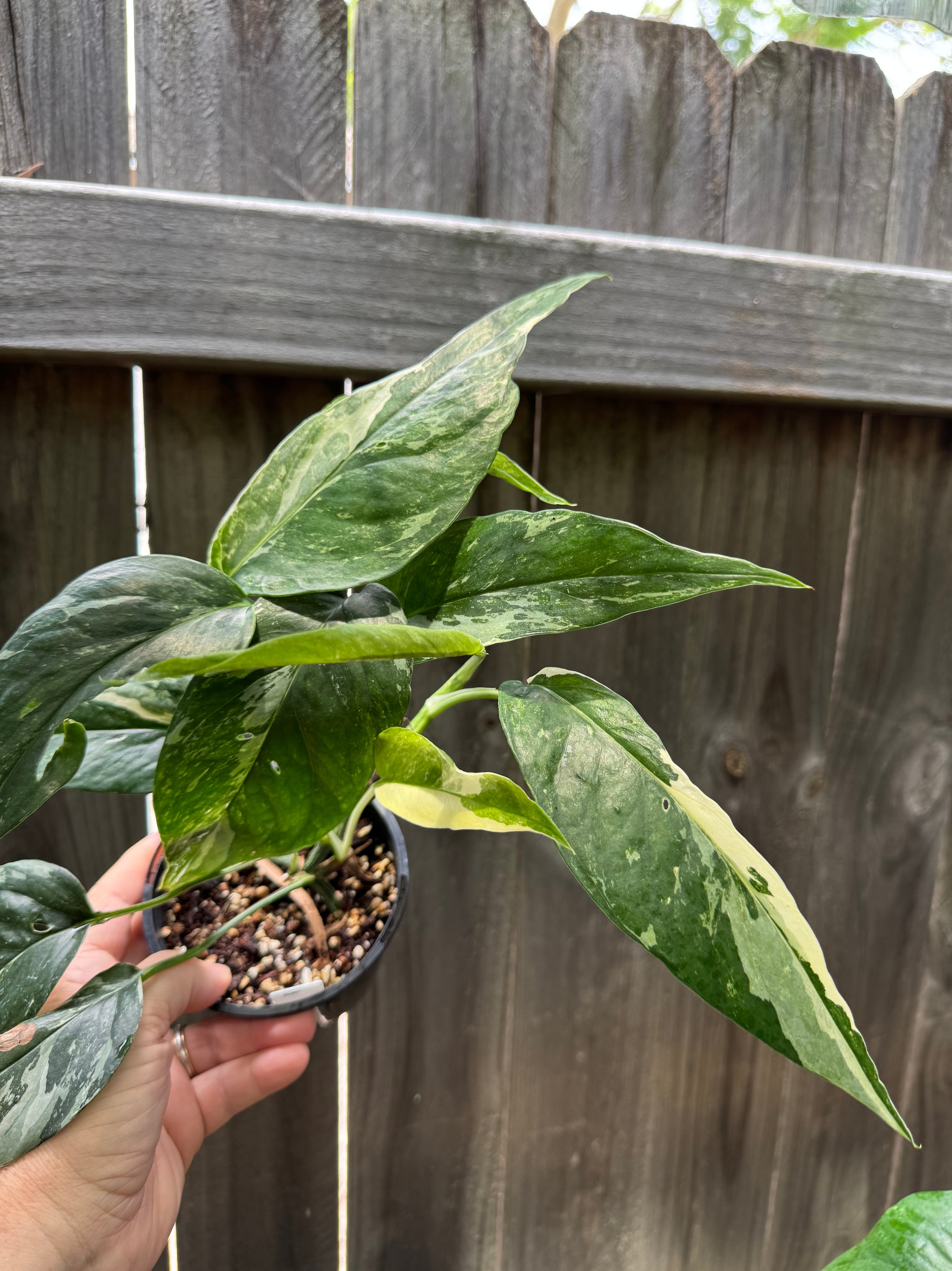 Epipremnum 'Dragon Tail' variegated