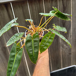 Philodendron billietiae