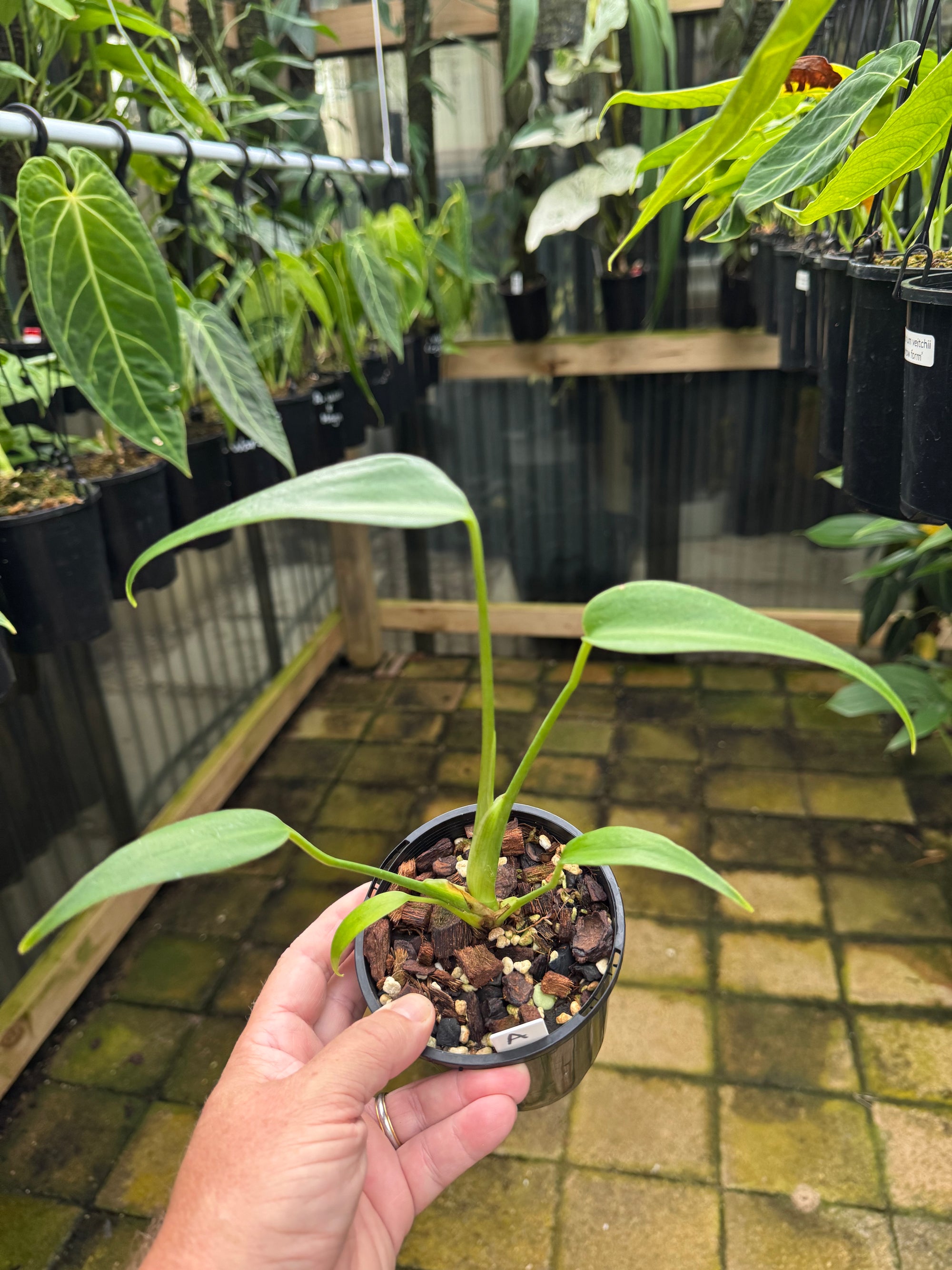 Monstera 'Burle Marx' Flame