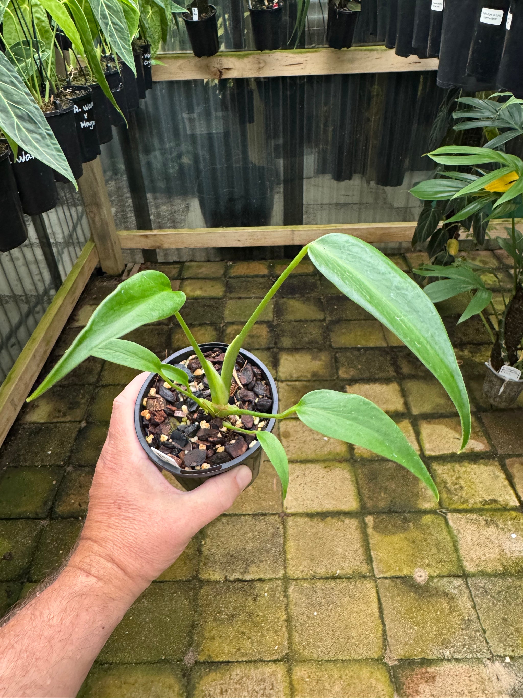 Monstera 'Burle Marx' Flame