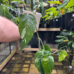 Epipremnum 'Dragon Tail' variegated