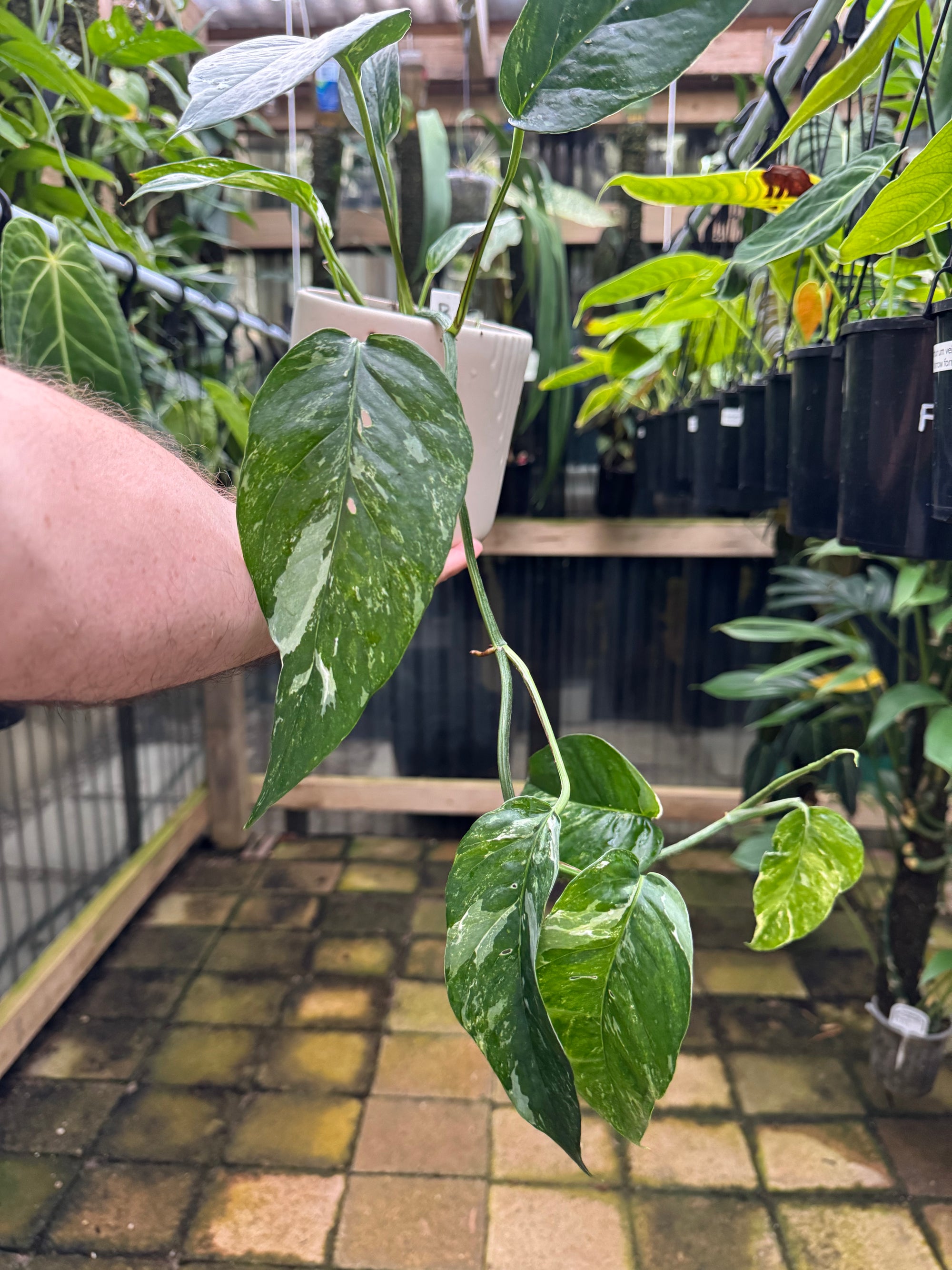 Epipremnum 'Dragon Tail' variegated