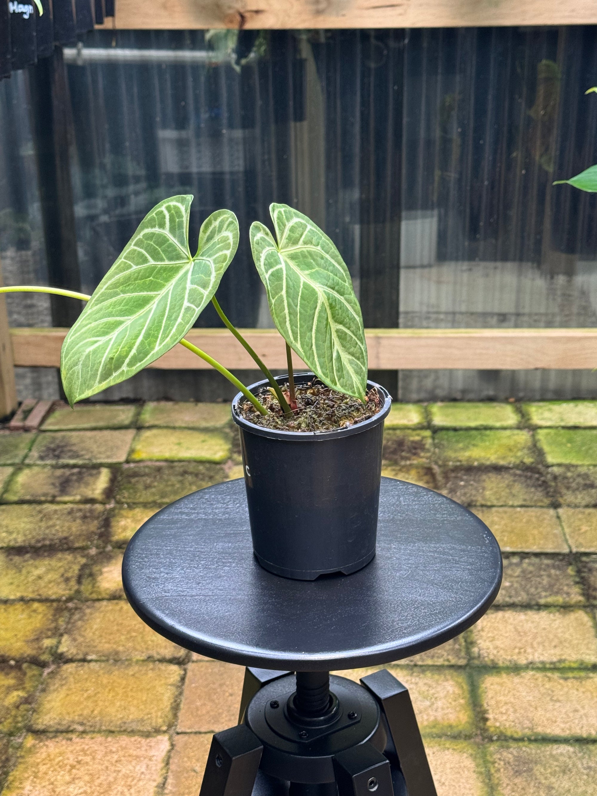 Anthurium Crystallinum x Regale