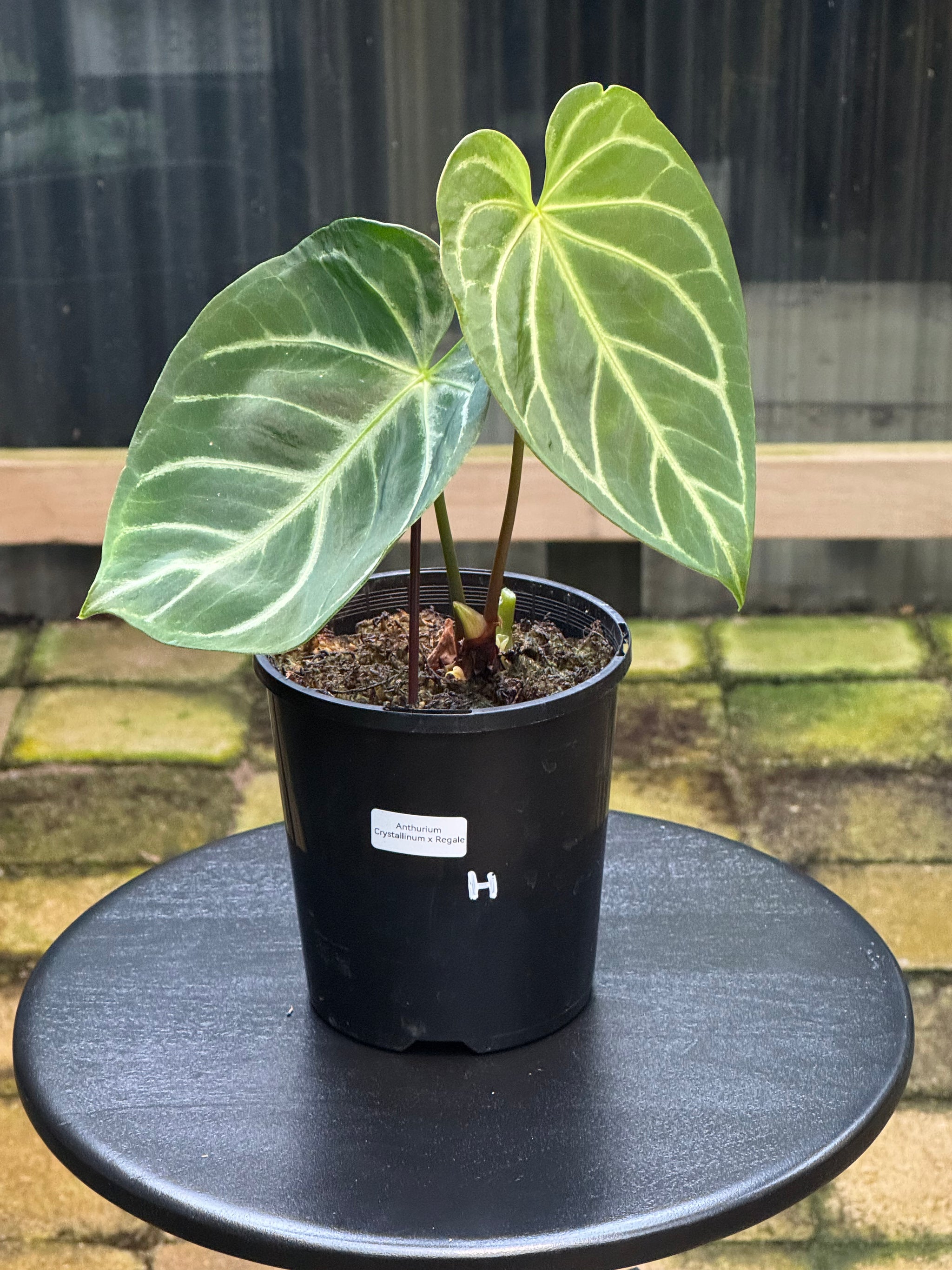 Anthurium Crystallinum x Regale