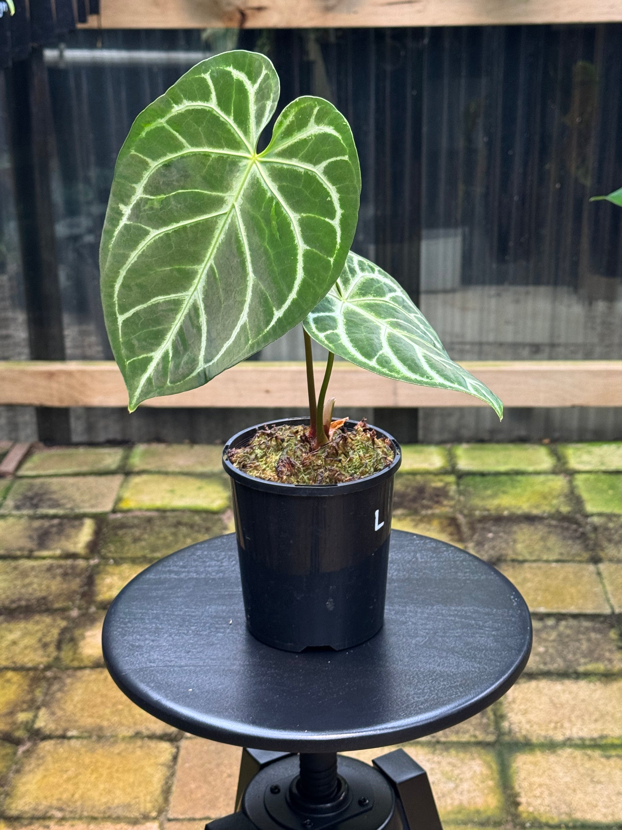 Anthurium Crystallinum x Regale