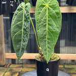 Anthurium Magnificum x Warocqueanum