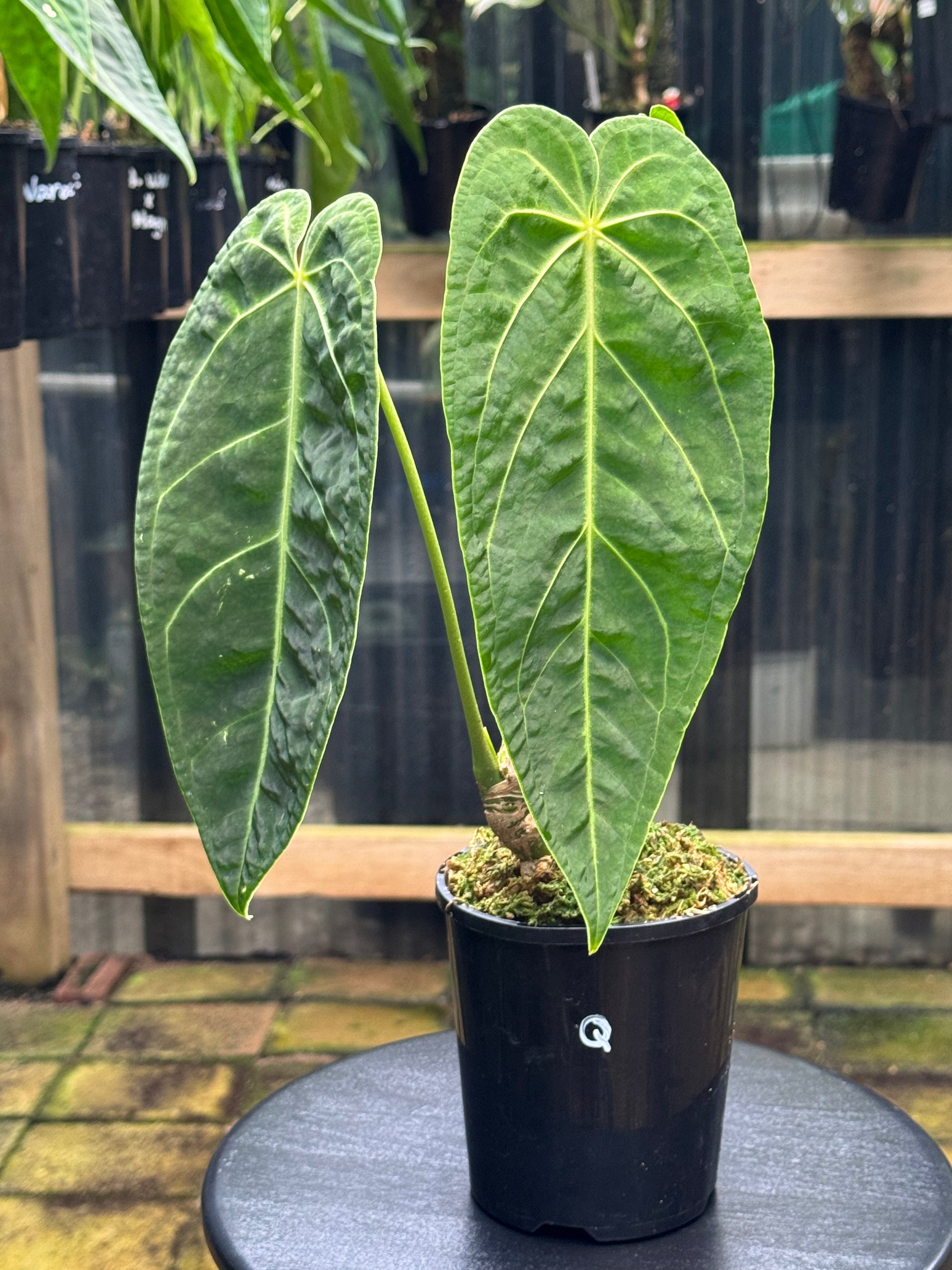 Anthurium Magnificum x Warocqueanum