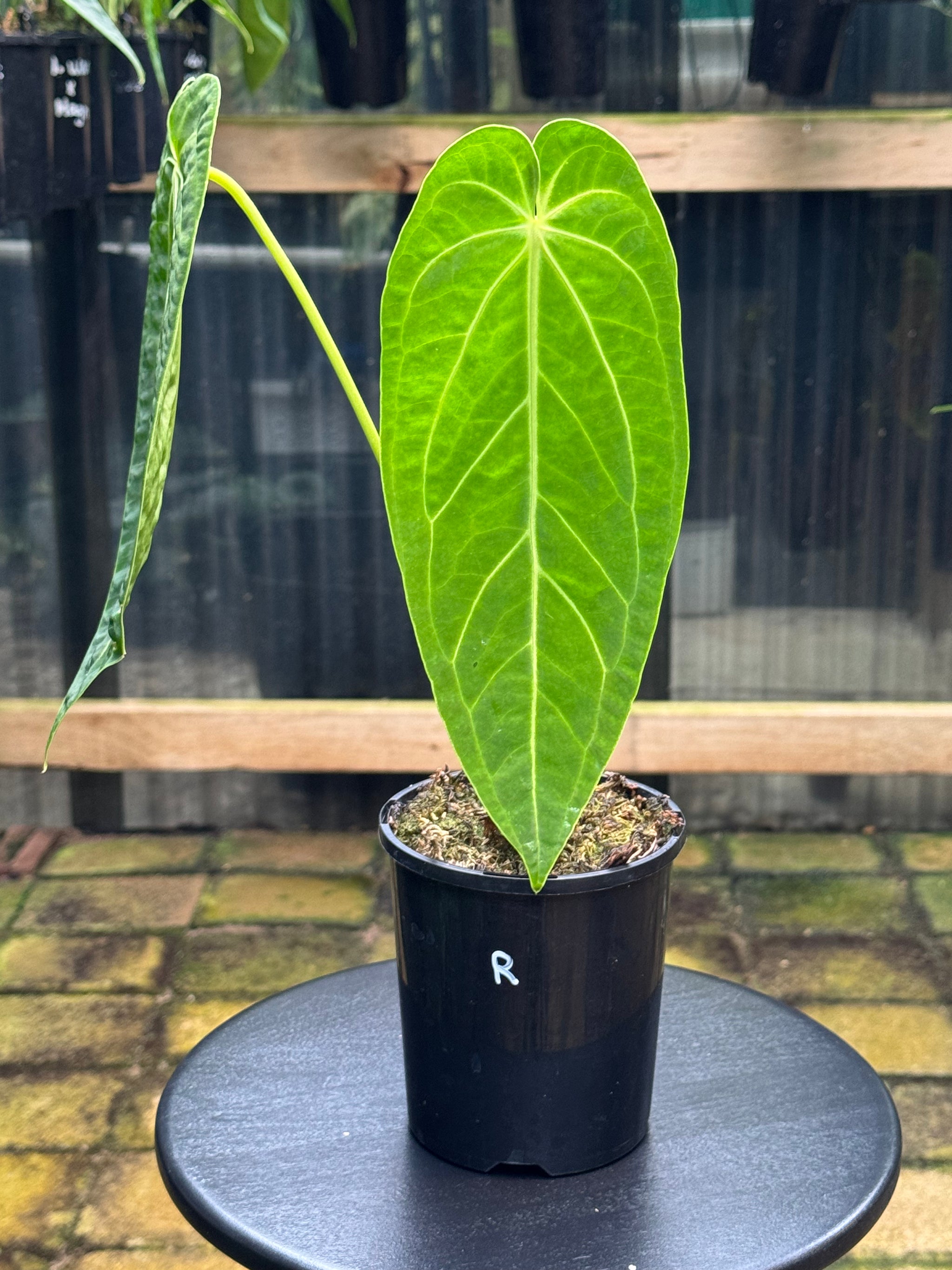 Anthurium Magnificum x Warocqueanum