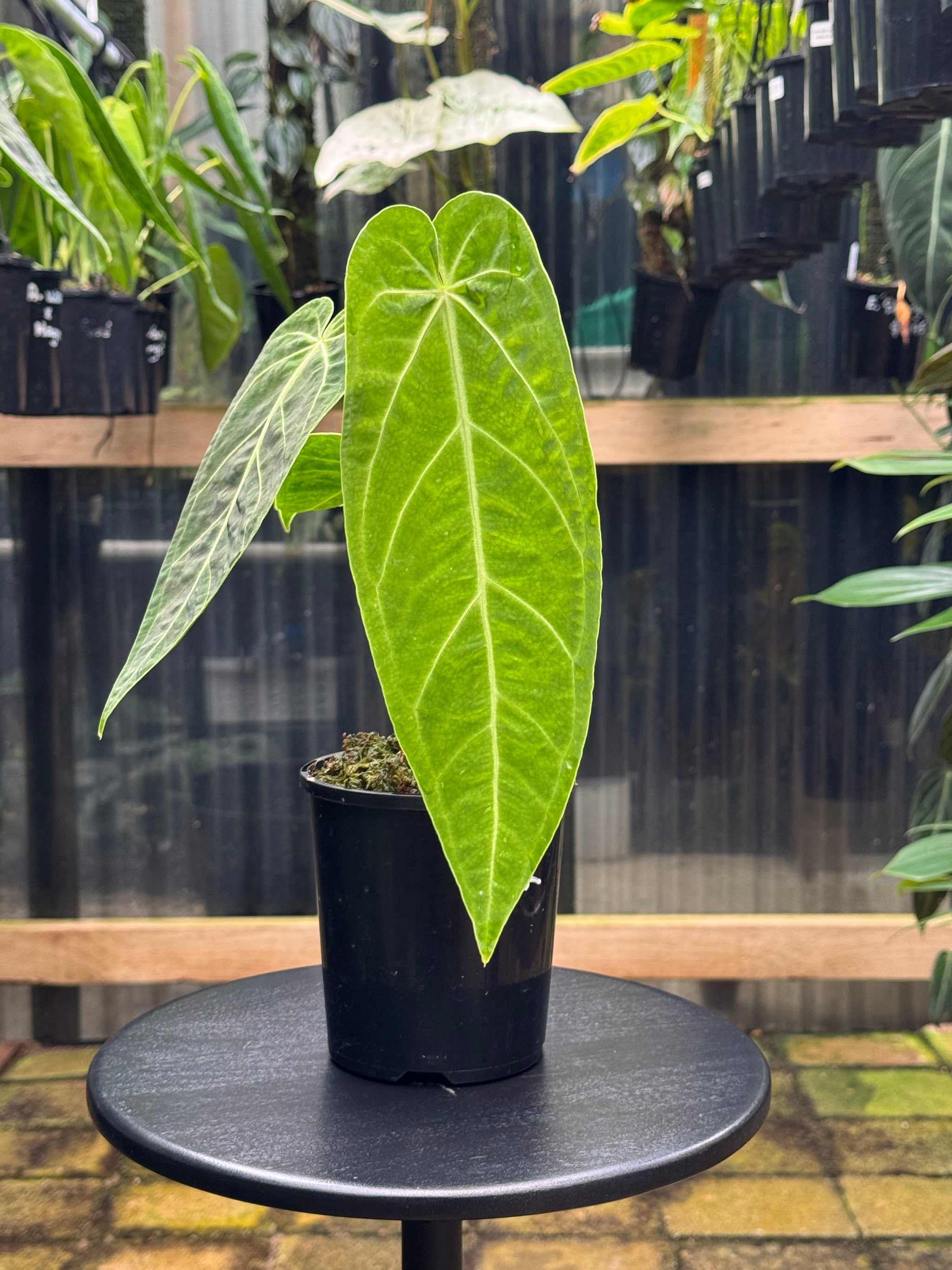 Anthurium Magnificum x Warocqueanum