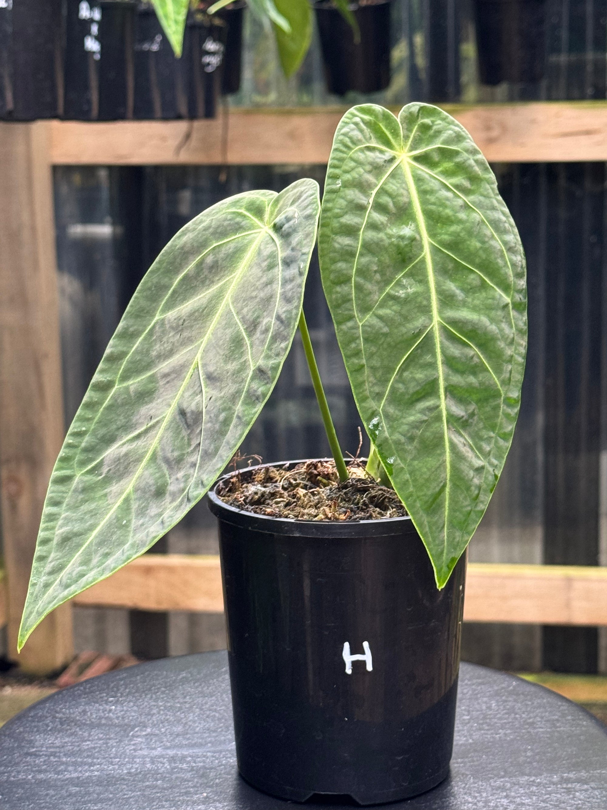 Anthurium Magnificum x Warocqueanum