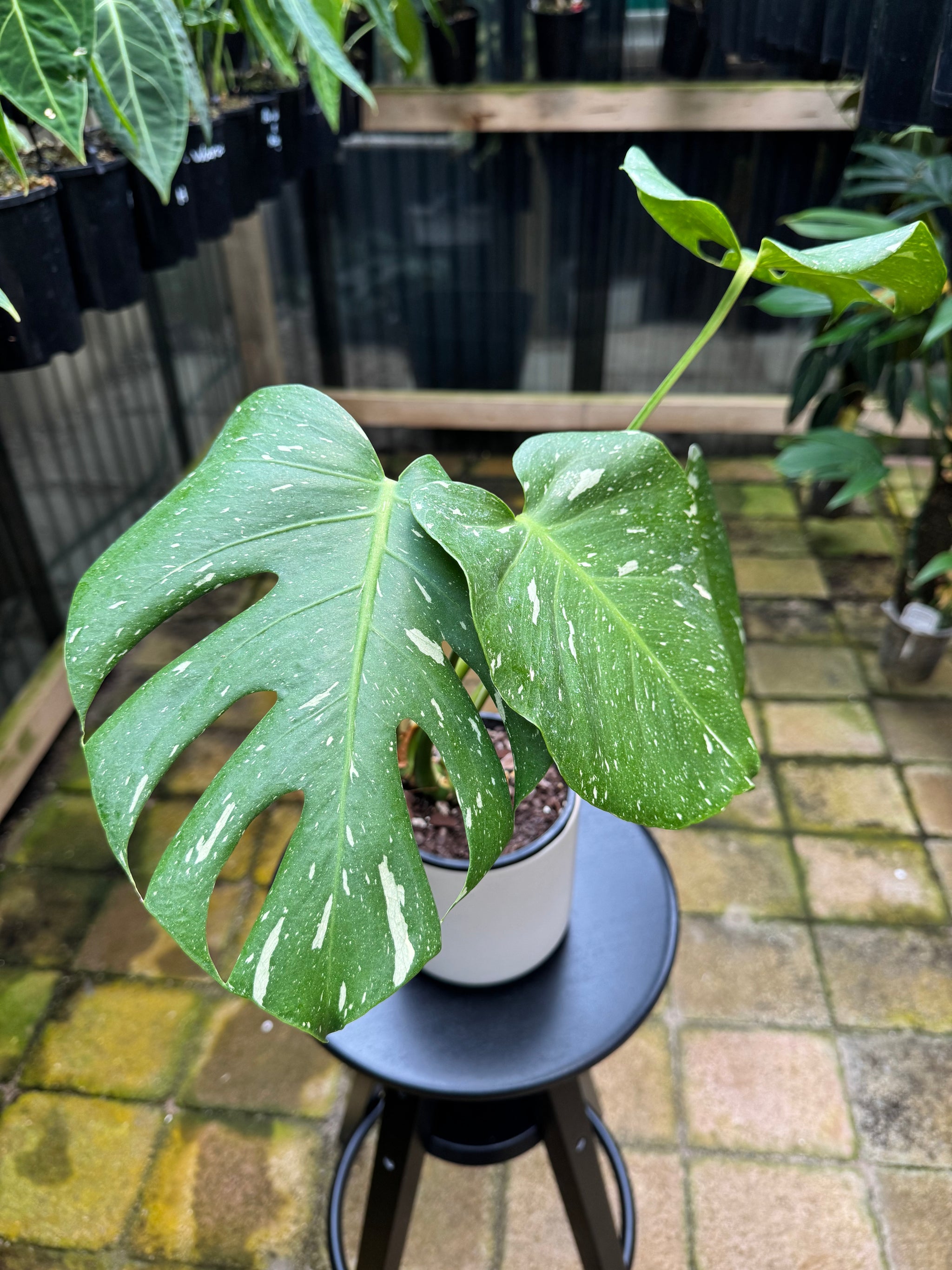 Monstera 'Thai Constellation'