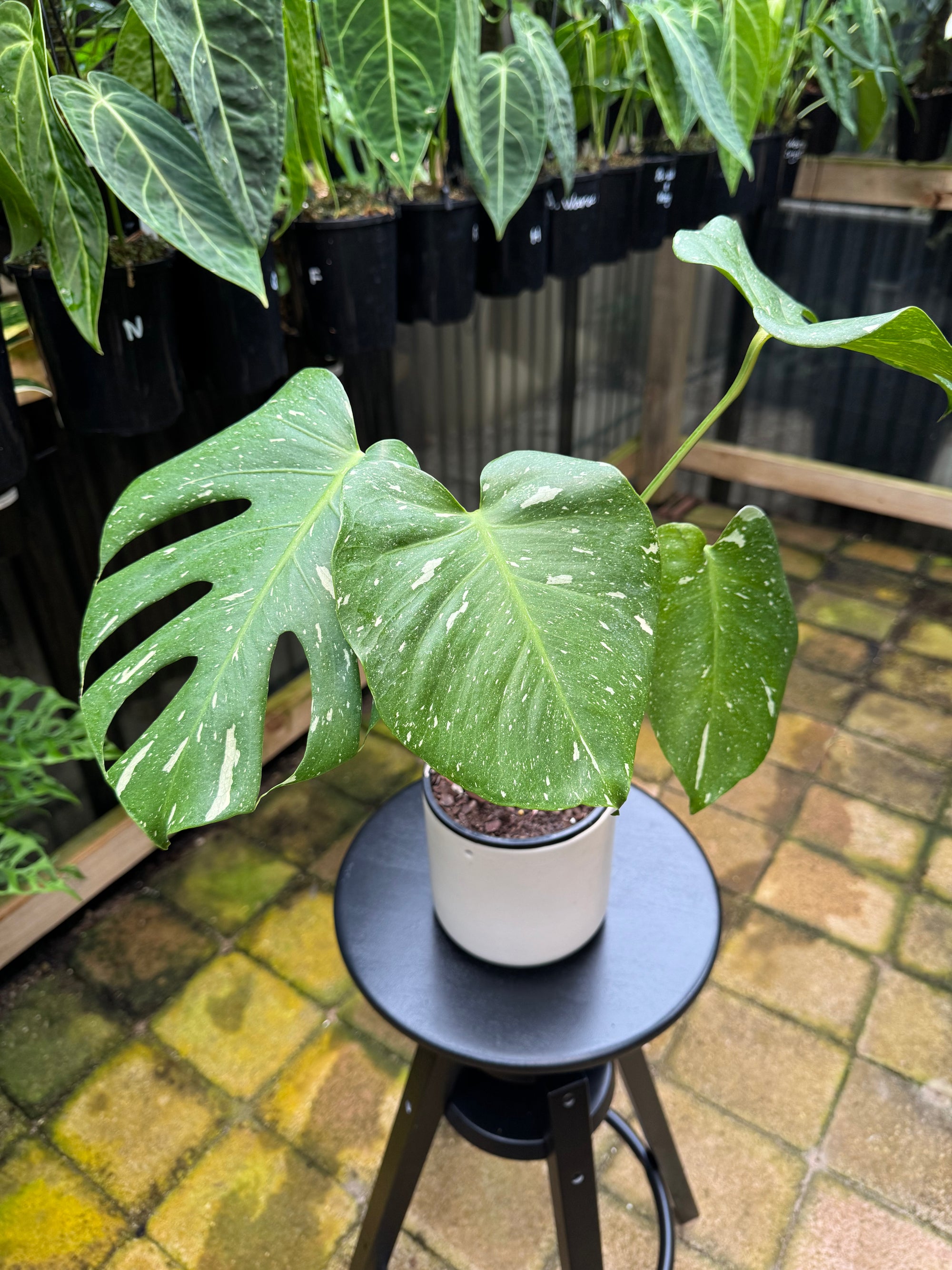 Monstera 'Thai Constellation'