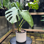 Monstera 'Thai Constellation'