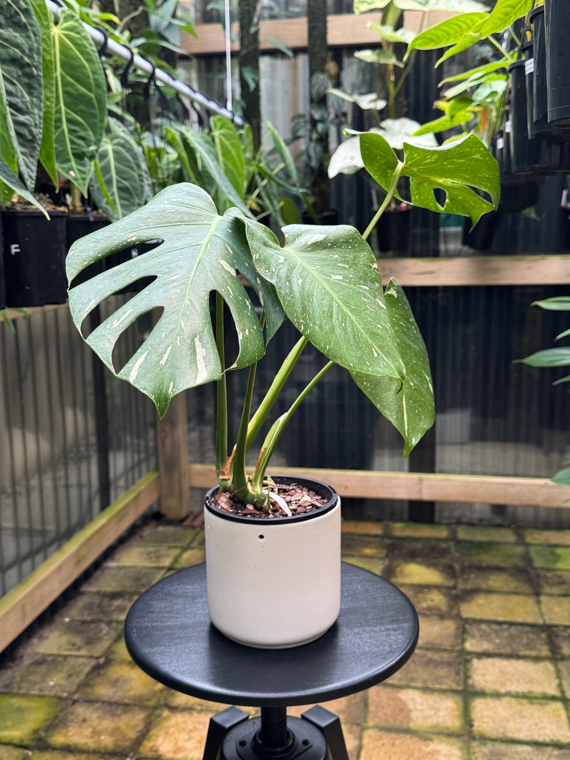 Monstera 'Thai Constellation'