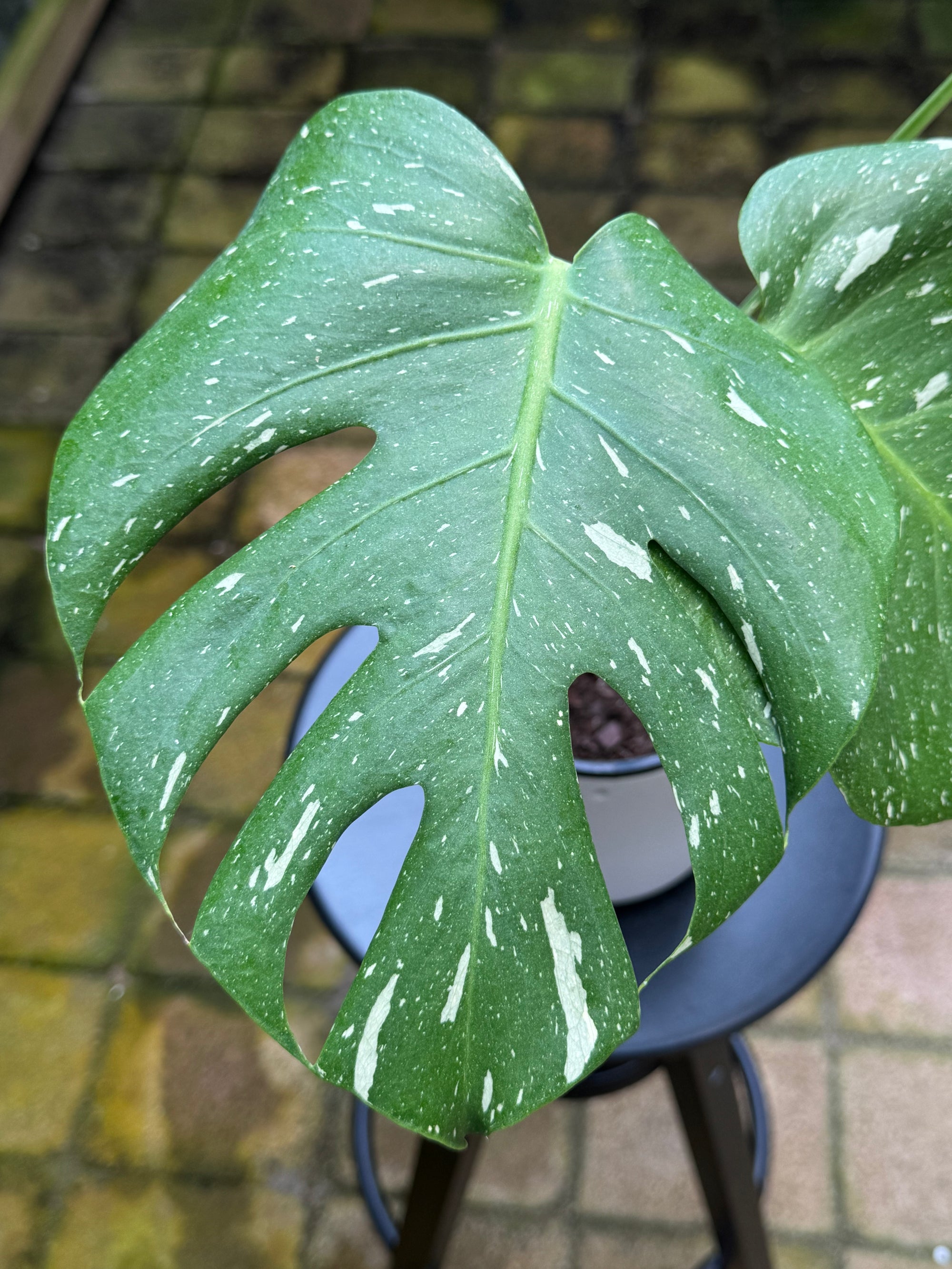 Monstera 'Thai Constellation'