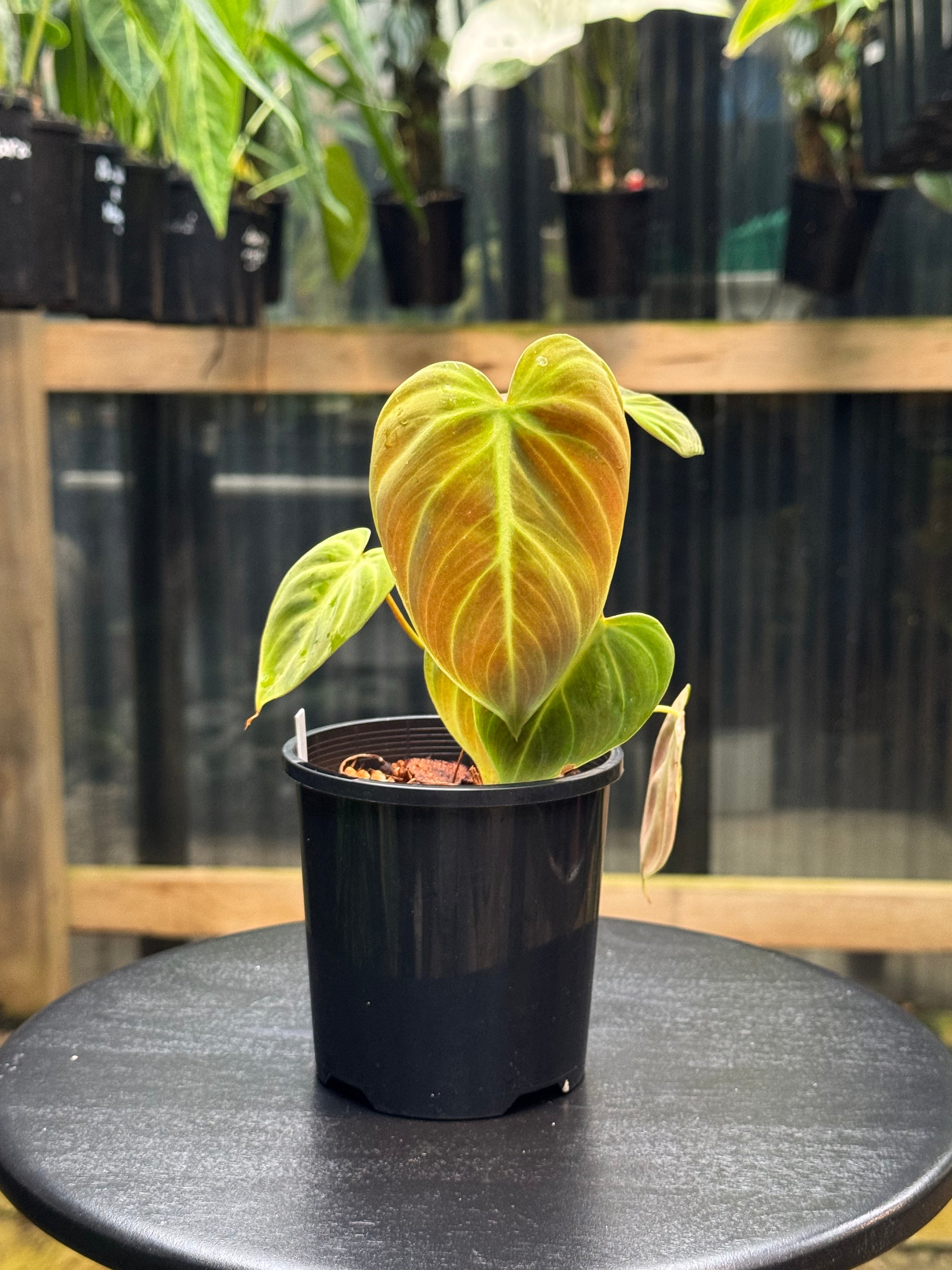 Philodendron 'El-Choco' Red