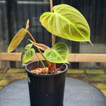 Philodendron 'El-Choco' Red