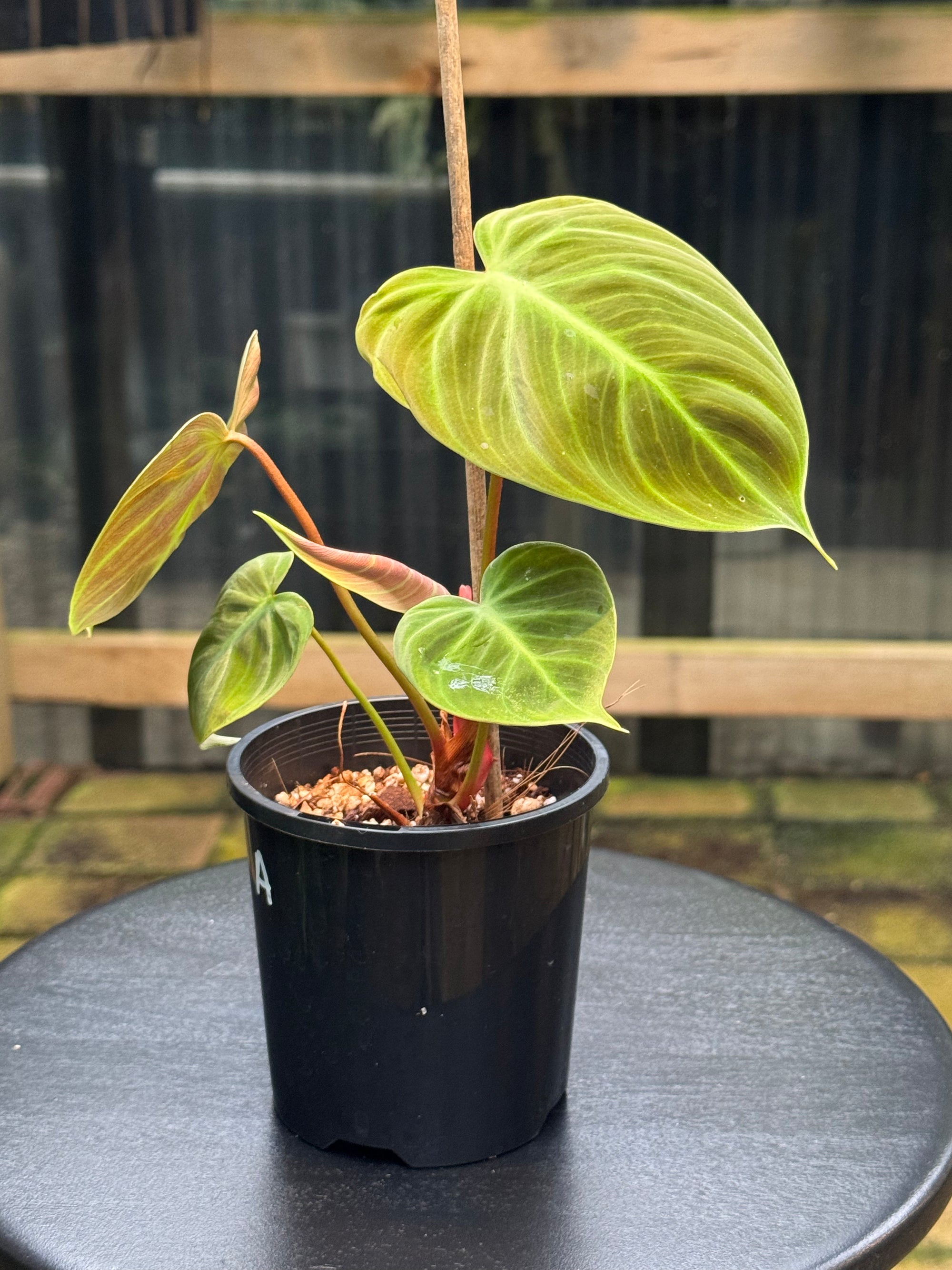 Philodendron 'El-Choco' Red